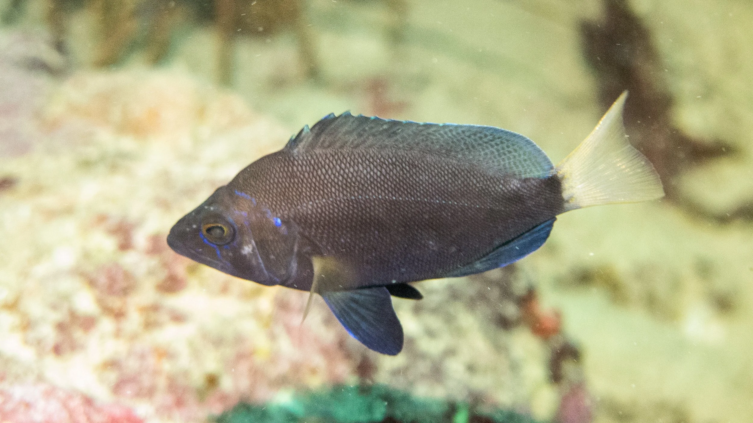 Body and fins black, clear yellow tint pectoral fins, blue margin on pectoral and dorsal fins, yellow tail, violet spot on upper part of  operculum, blue iridescent lines on face. Location: St Vincent, Canouan Island, Gibraltar Rocks