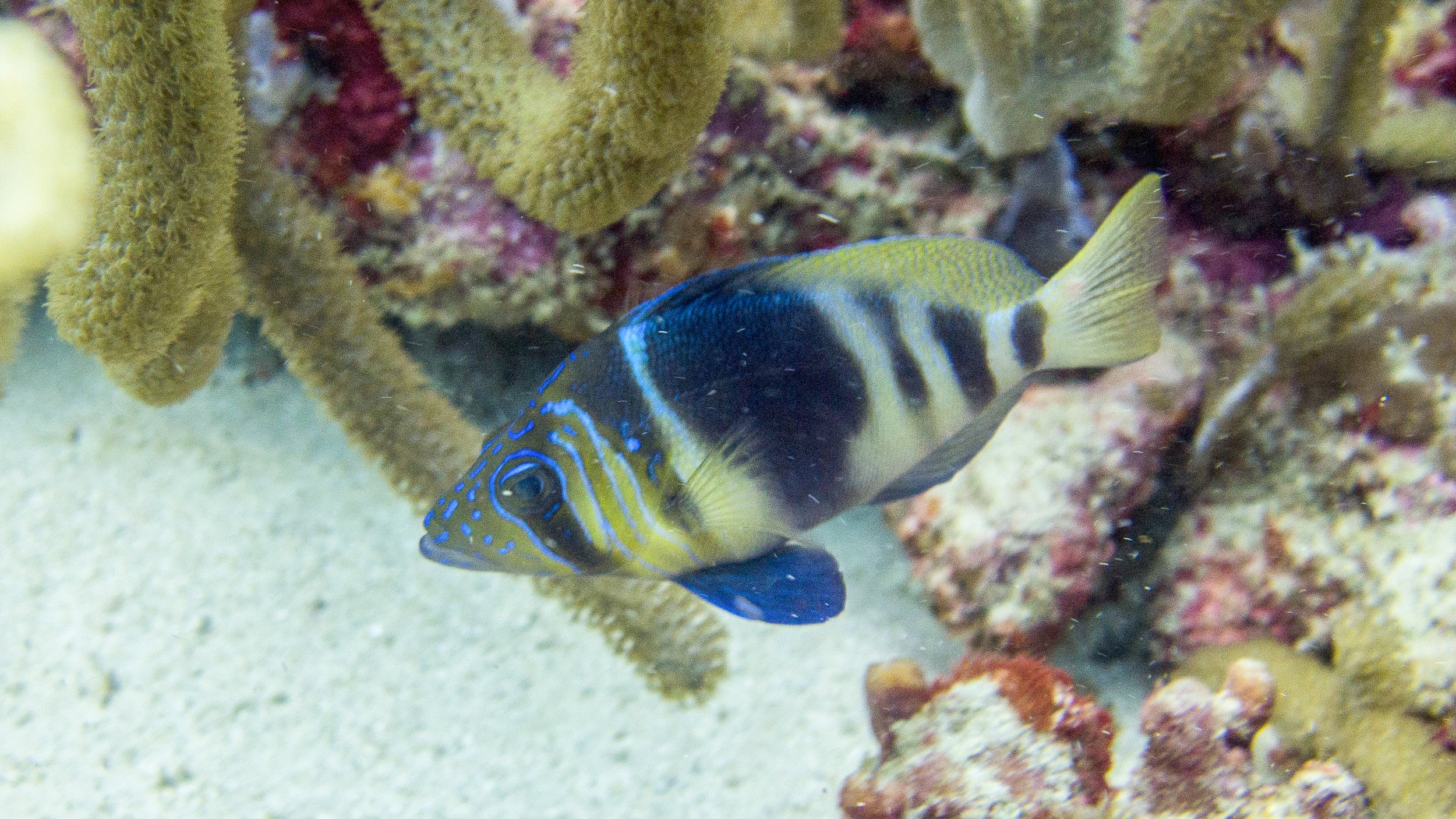 Dark tan and yellow head, Dark blue -black vertical bars, solid blue ventral fins, yellow tint pectoral fins, tail and dorsal fin, dorsal fin with frontal dark blue tint, yellow tint on bottom of body, anal fin yellow blue tint, with darker blue in f