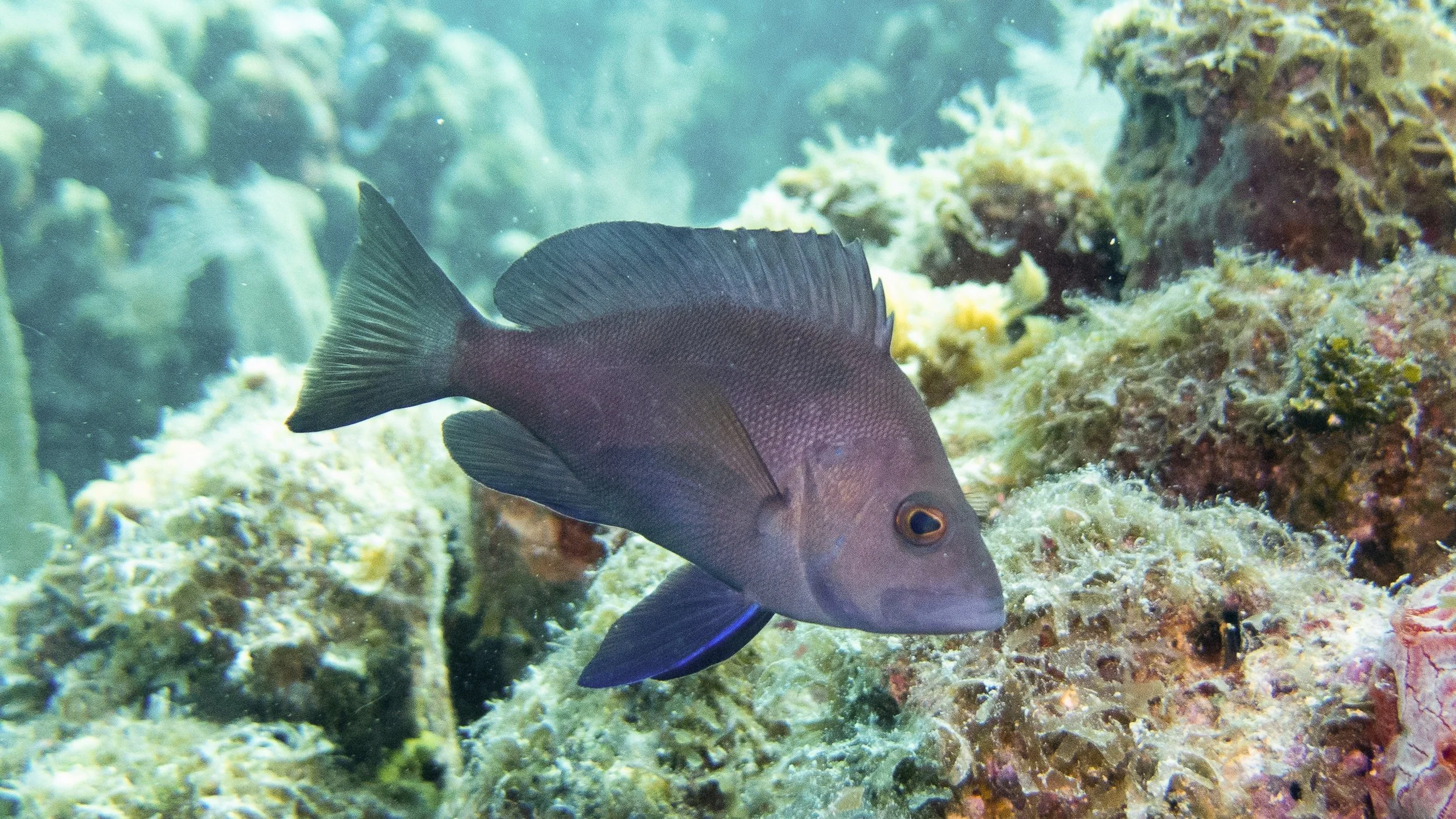 Location: BVI, Rainbow Canyons