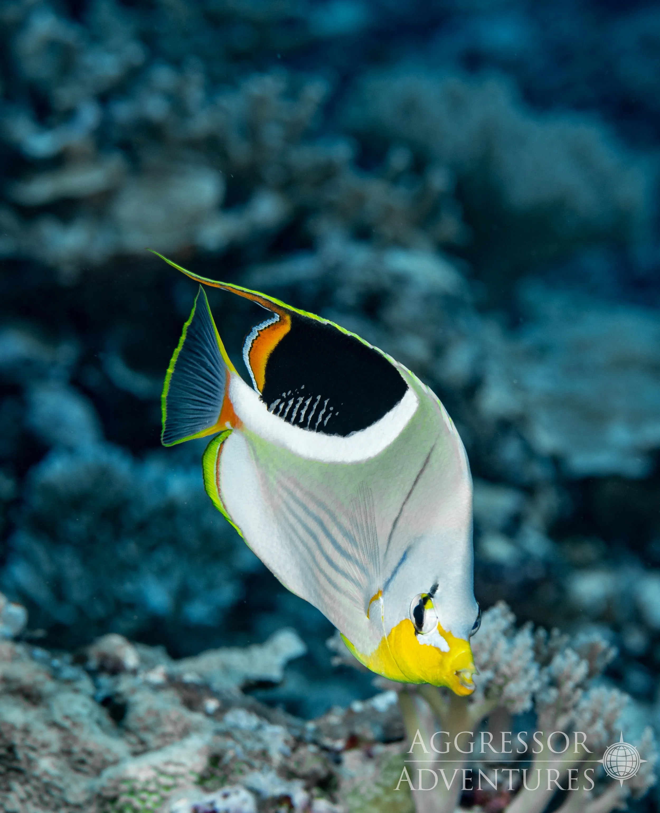 Palau-Hatter18.jpg