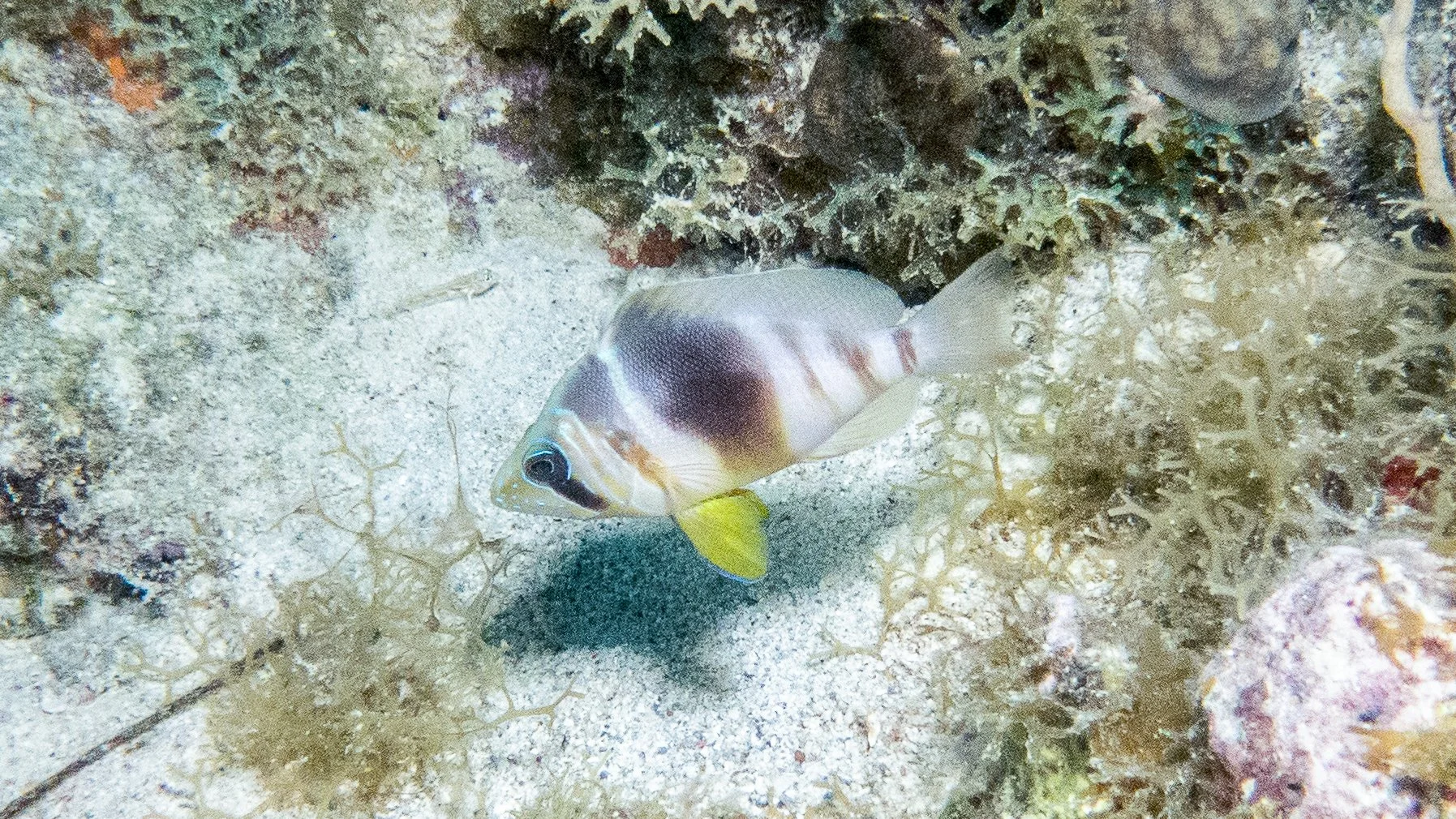 Pale head, light brown vertical bars, yellow ventral fins, clear dorsal and tail fins, blue iridescent lines on head.
Location: British Virgins Islands, The Indians