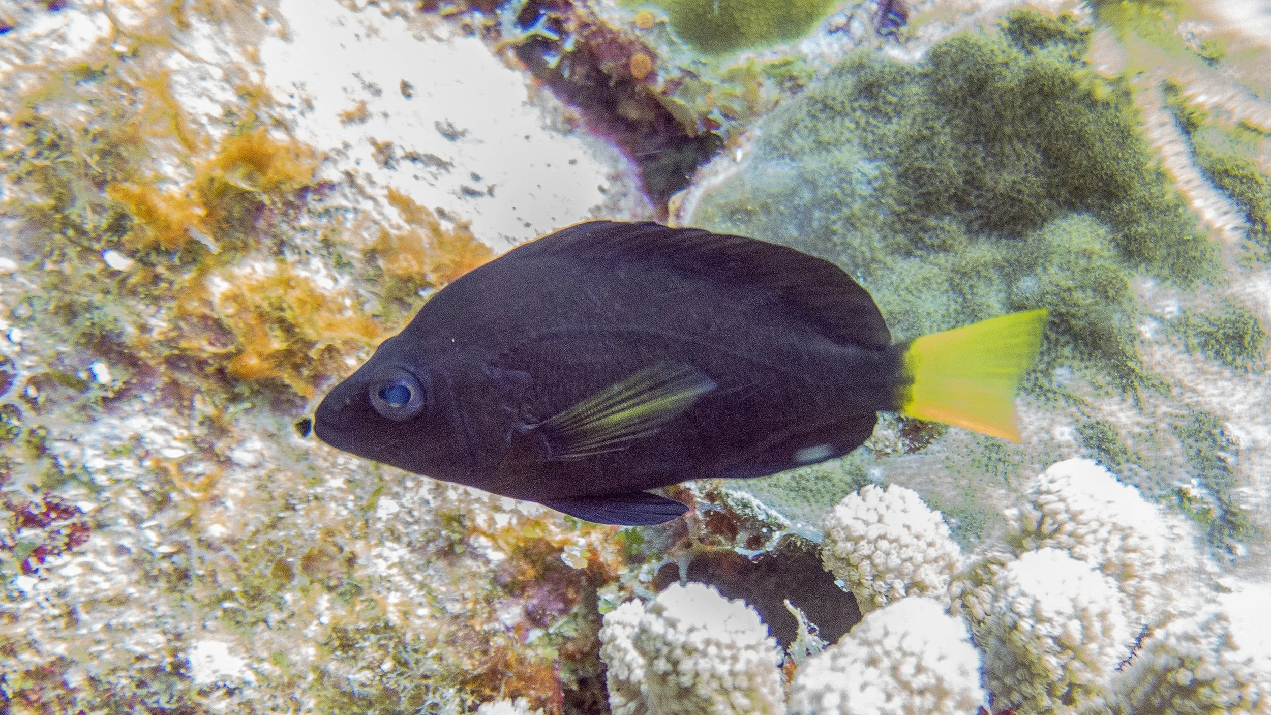 Body and fins black, but yellow pectoral fins and yellow tail. Location: Grenada, Japanese Gardens