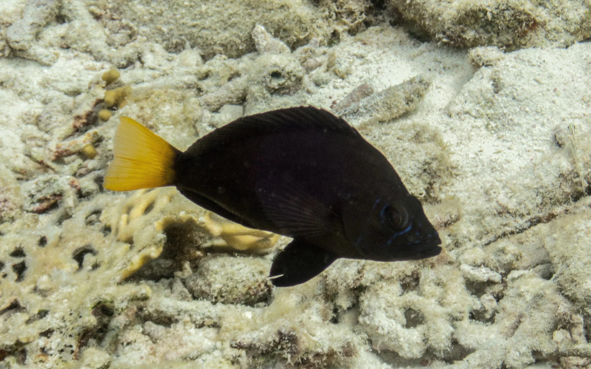 All fins and body black with solid yellow tail, iridescent blue line under eye on face. Location: Bonaire, Windsock