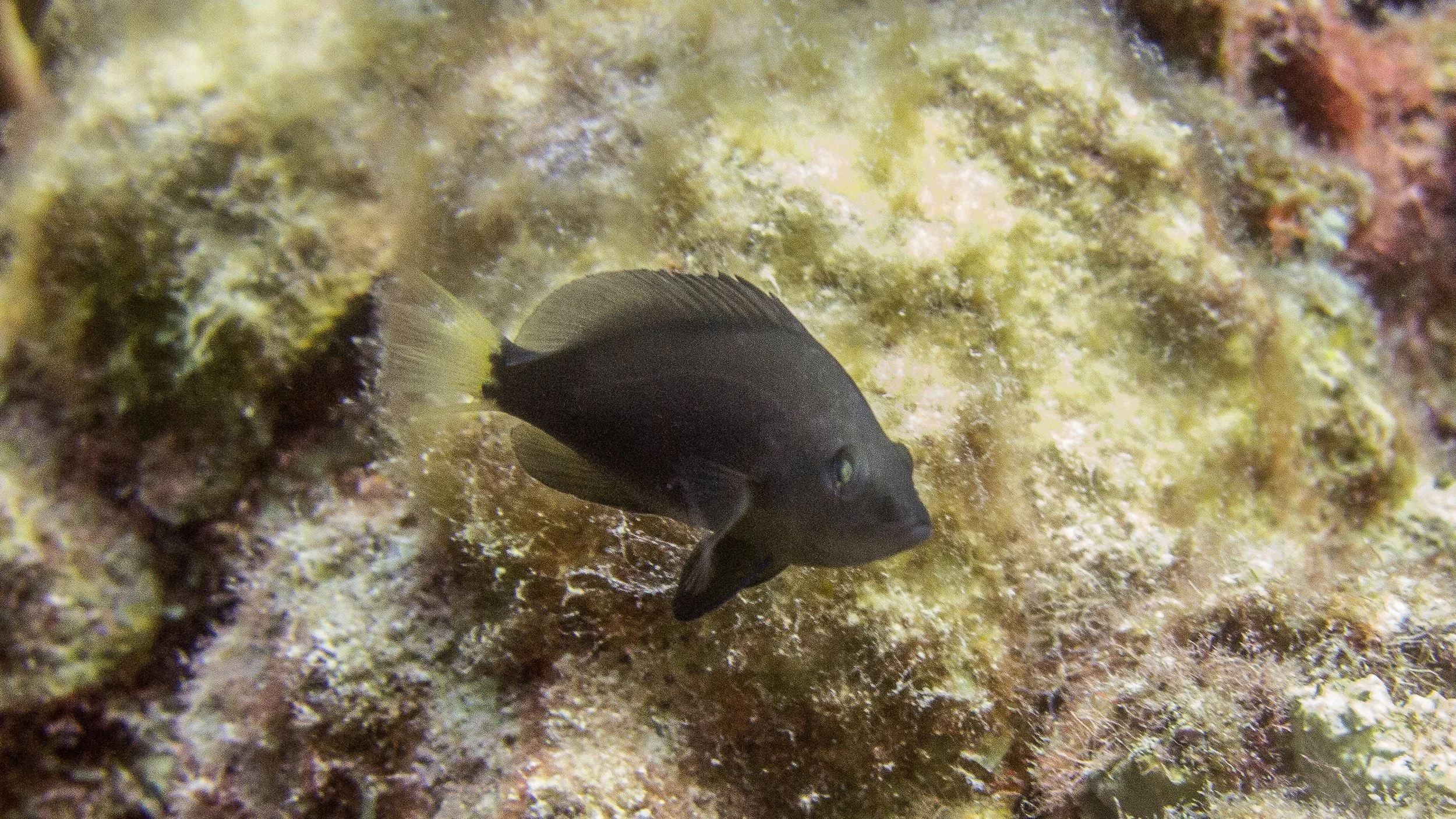 Body and fins black, pale yellow tail. Location: Bonaire, Square Corners