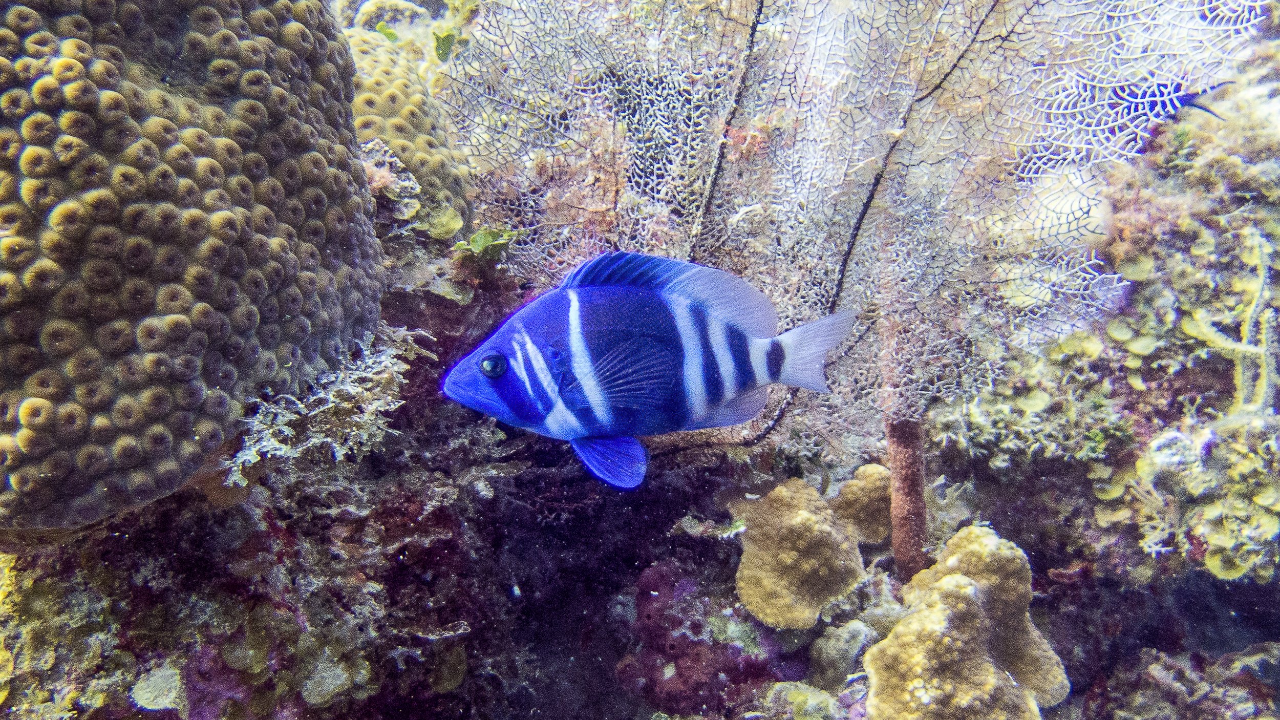 Location: BVI, Spyglass Wall