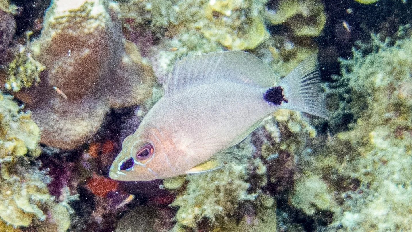 Location: BVI, Randy Reef