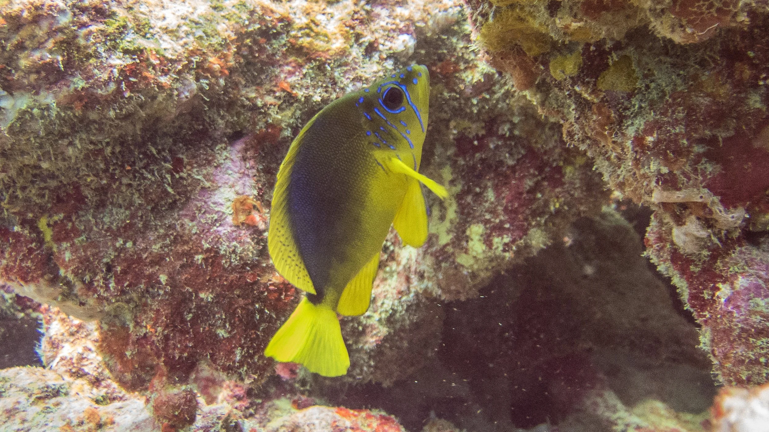 Location: Tobago, Mt Irving Extension 