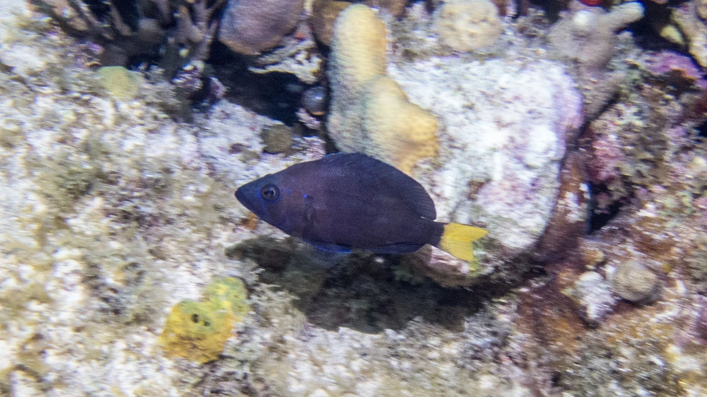 Body and fins brown-black, clear pectoral fins, blue margin on pelvic fins and yellow tail. Iridescent blue lines on face, violet-blue spot on upper operculum. Location: BVI, Paul's Grotto