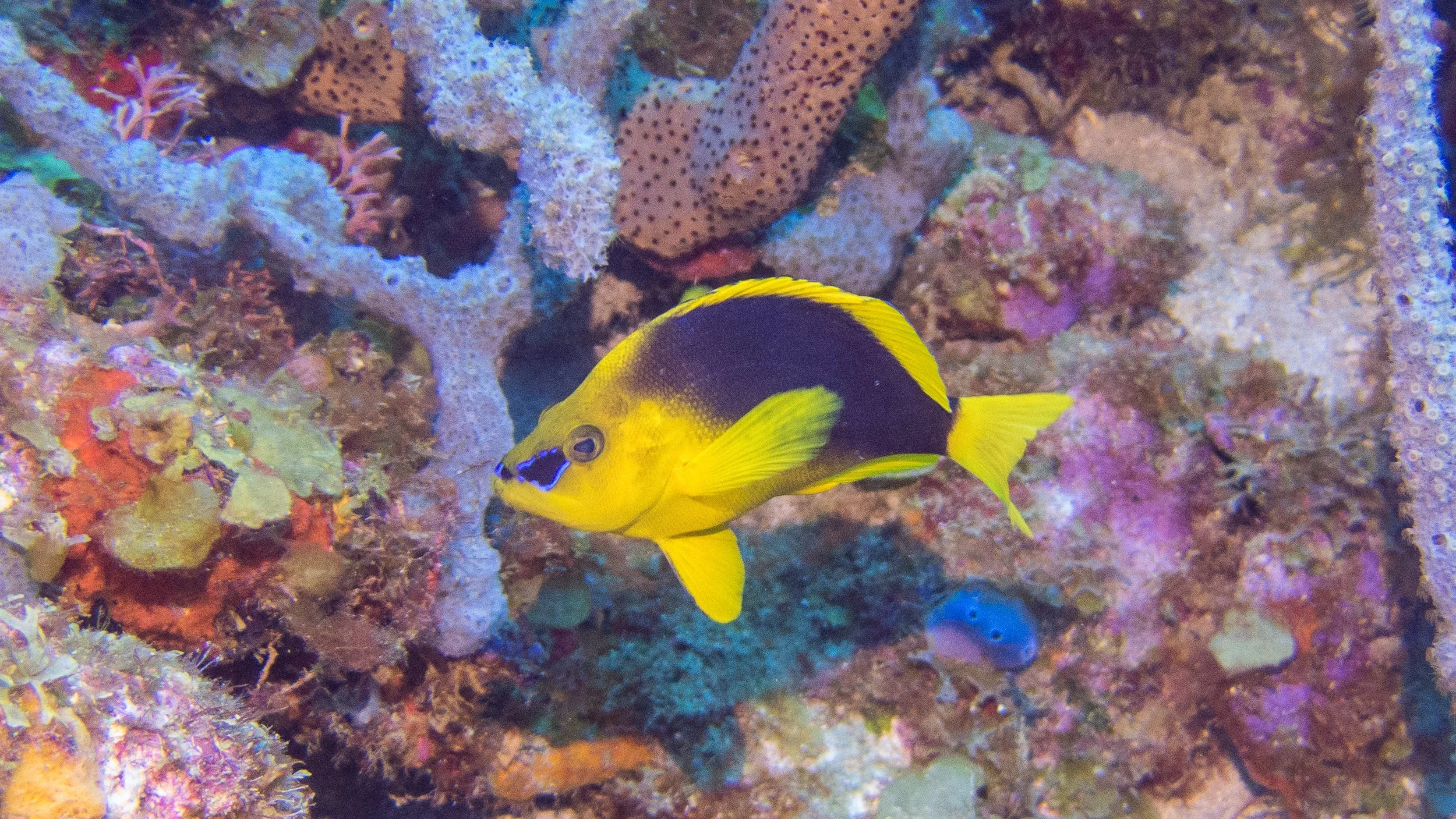 Location: Dominica, Shark's Mouth