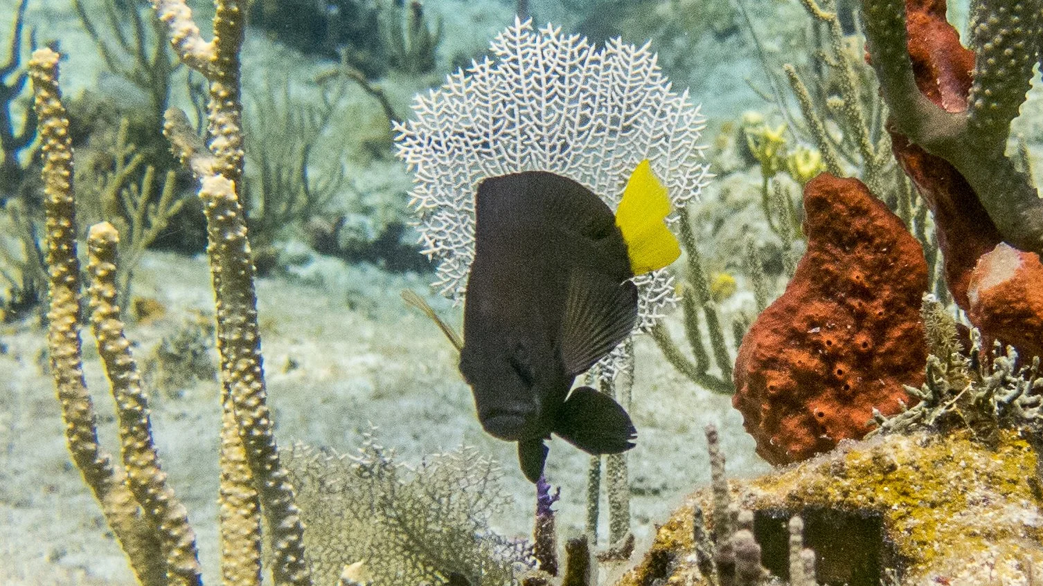 Body and fins black, but yellow pectoral fins and yellow tail. Location: BVI, Ginger's Backside