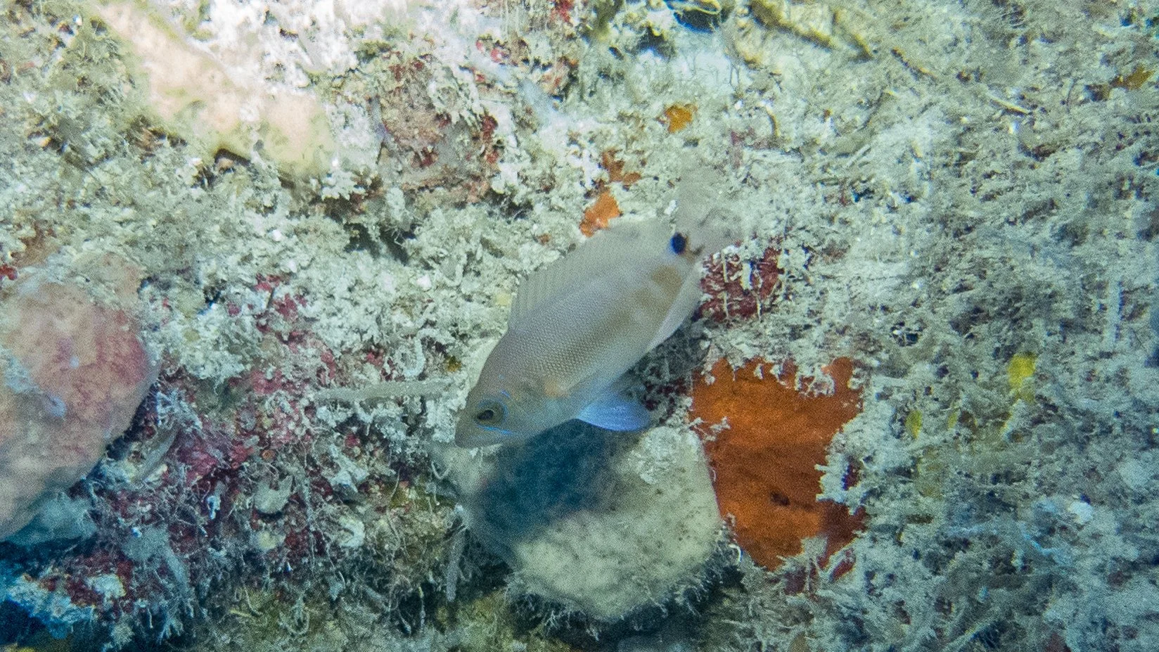 Location: Mexico, Cozumel, La Franchesca