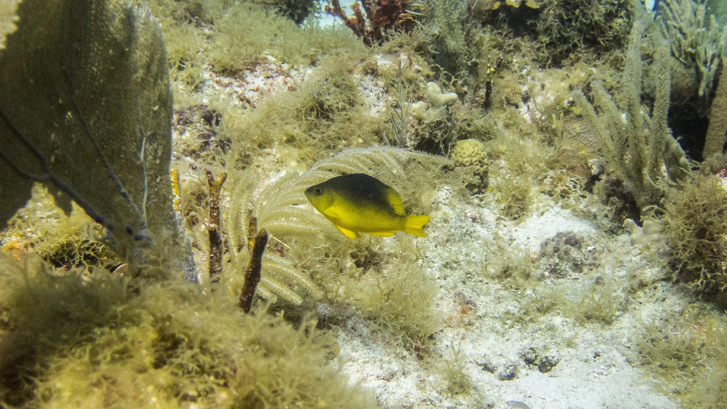 Location: BVI, Chromis Reef