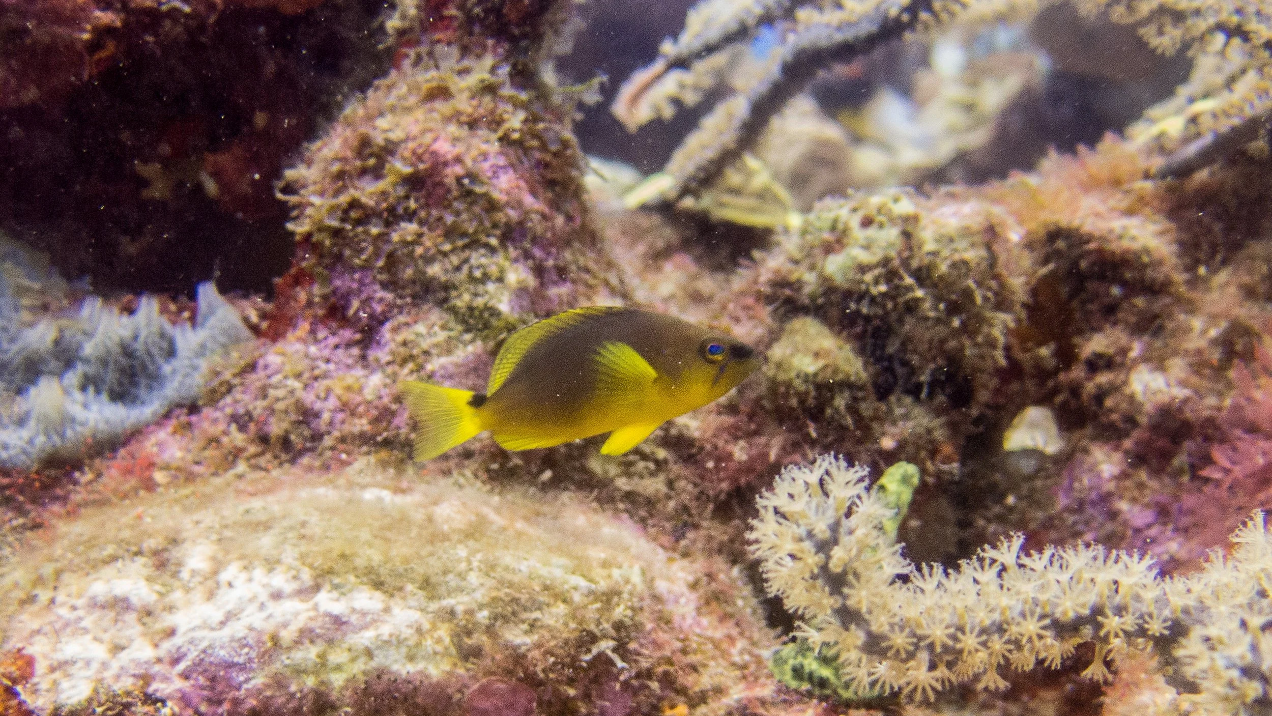 Location: Dominica, Toucari Bay