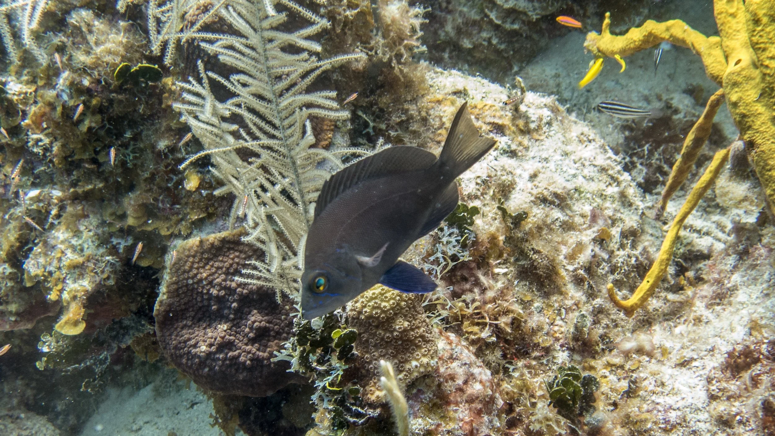 Location: BVI, Spyglass Wall