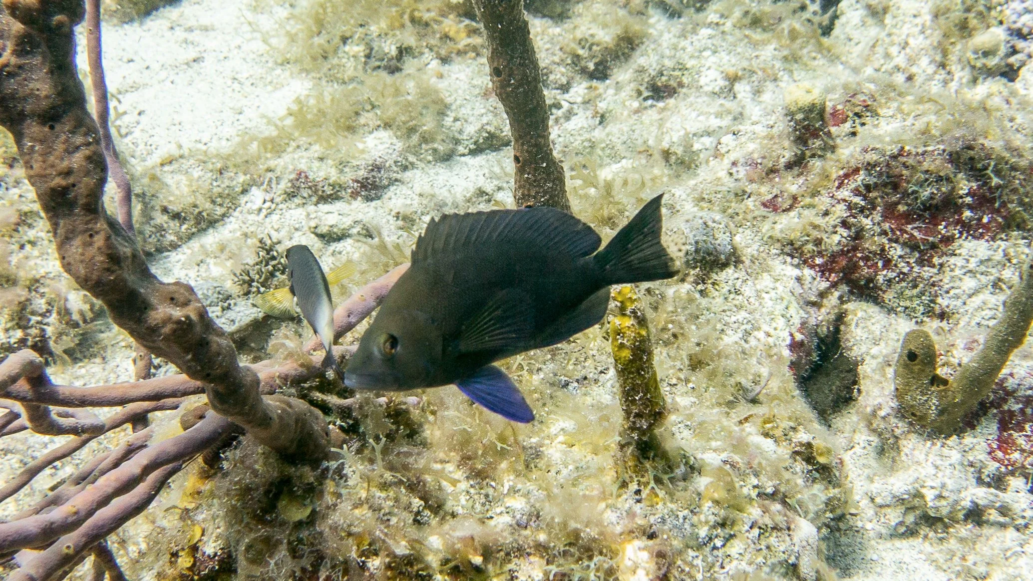 Location: BVI, Kelly's Cove