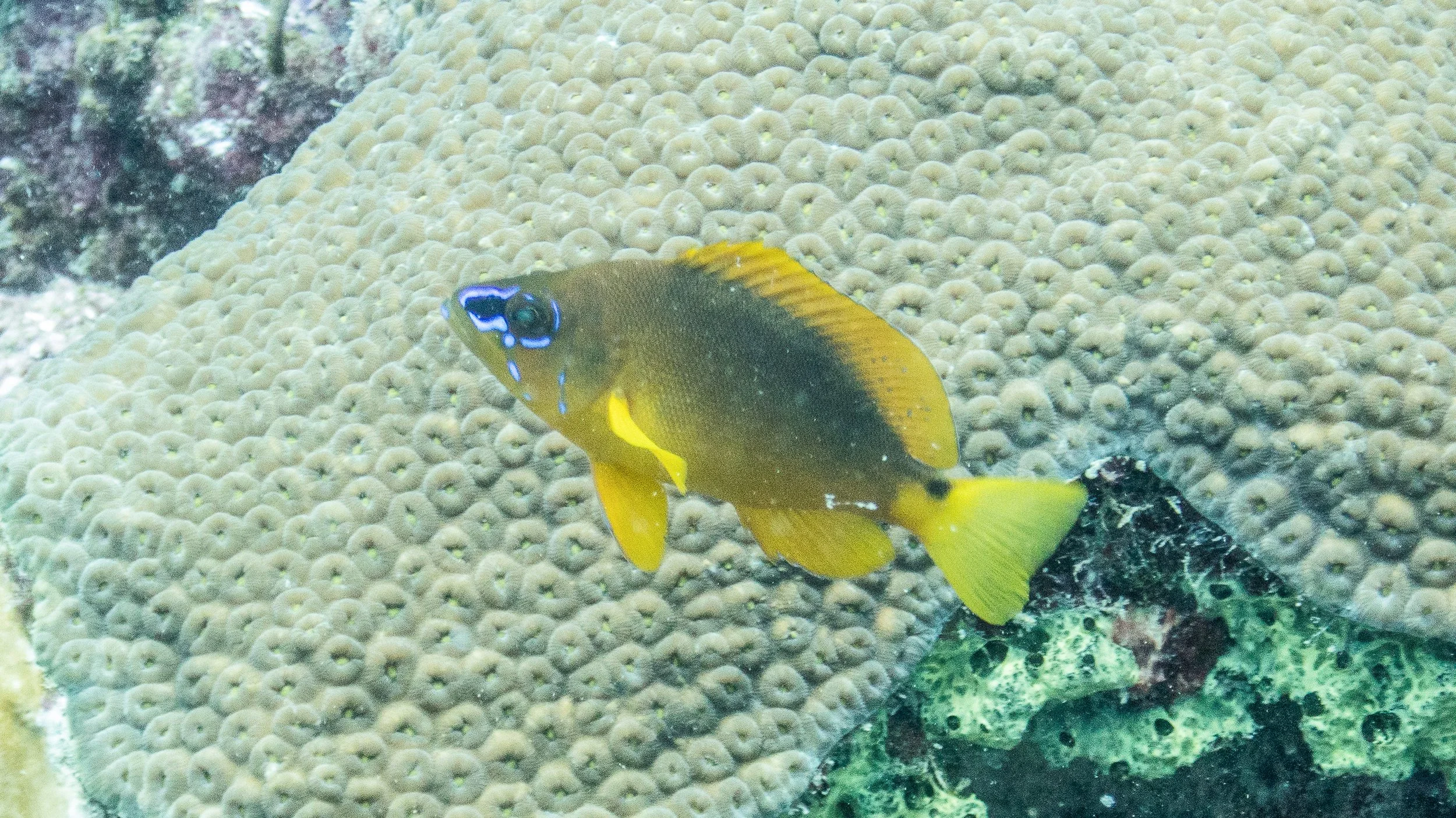 Location: Tobago, Fingers Reef