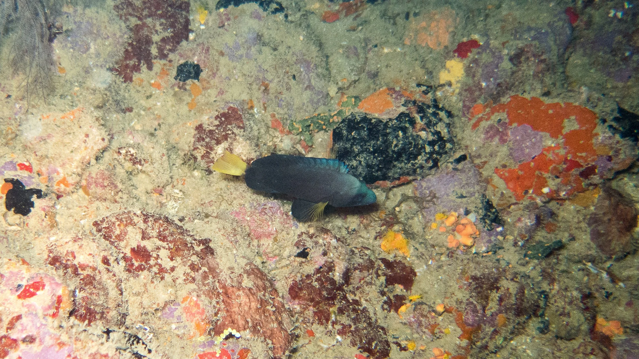 Body and fins black, yellow pectoral fins and yellow tail. Night color with blue tint on front of dorsal fin and upper part of face. Location: Grenada, Veronica L