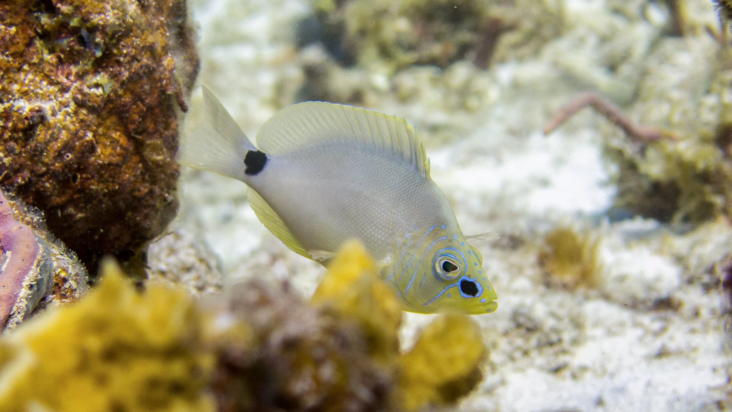 Location: BVI, Fallen Jerusalem