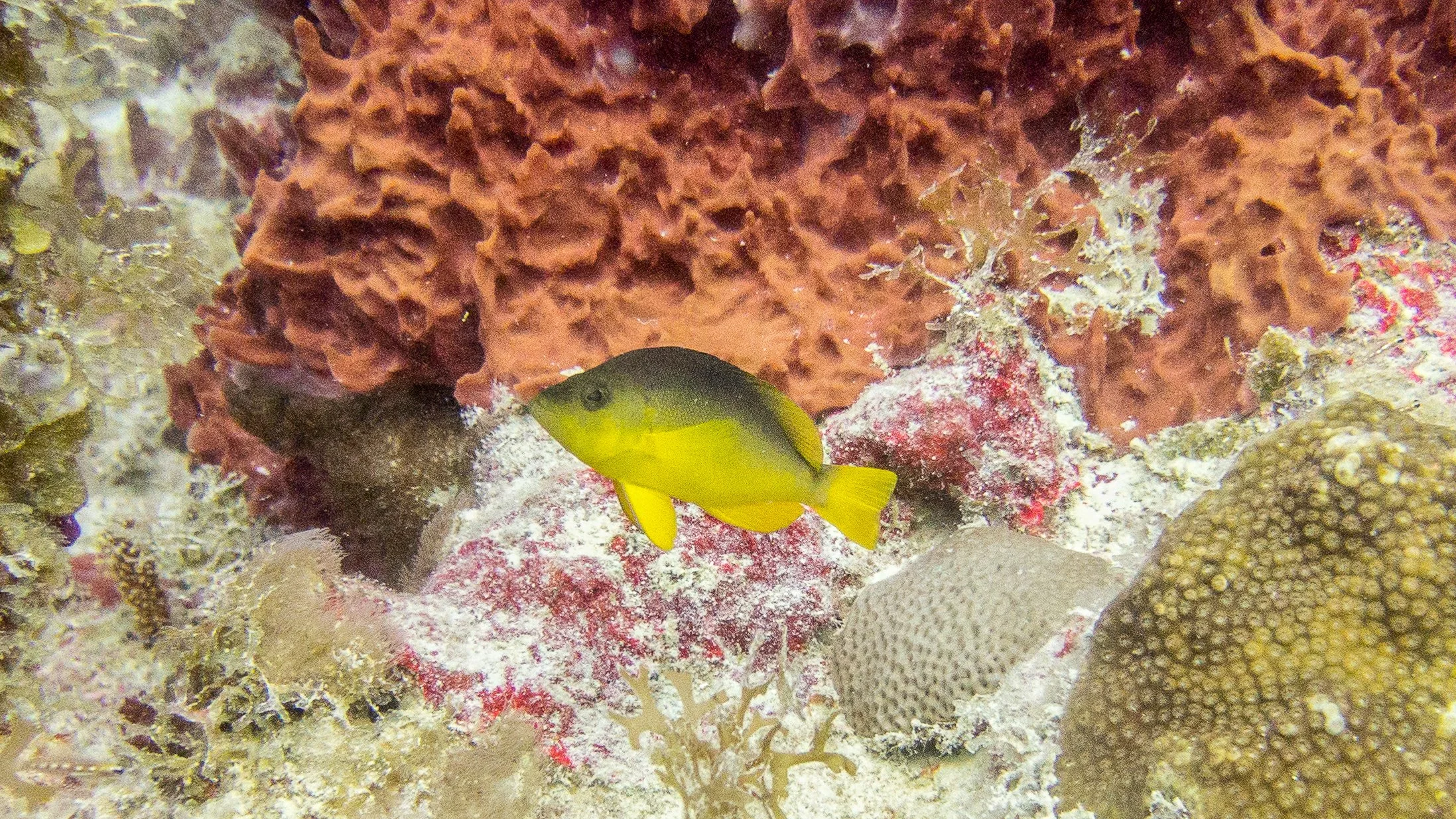 Location: BVI, Ring Dove Rock