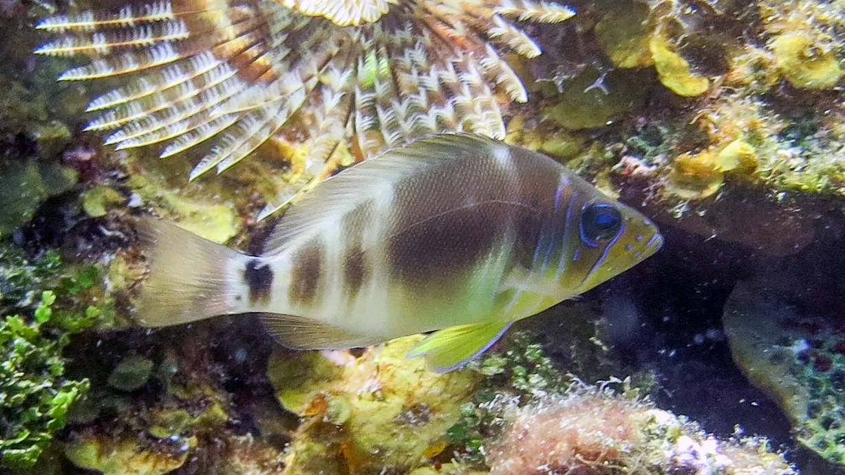 Location: BVI, Randy's Reef
