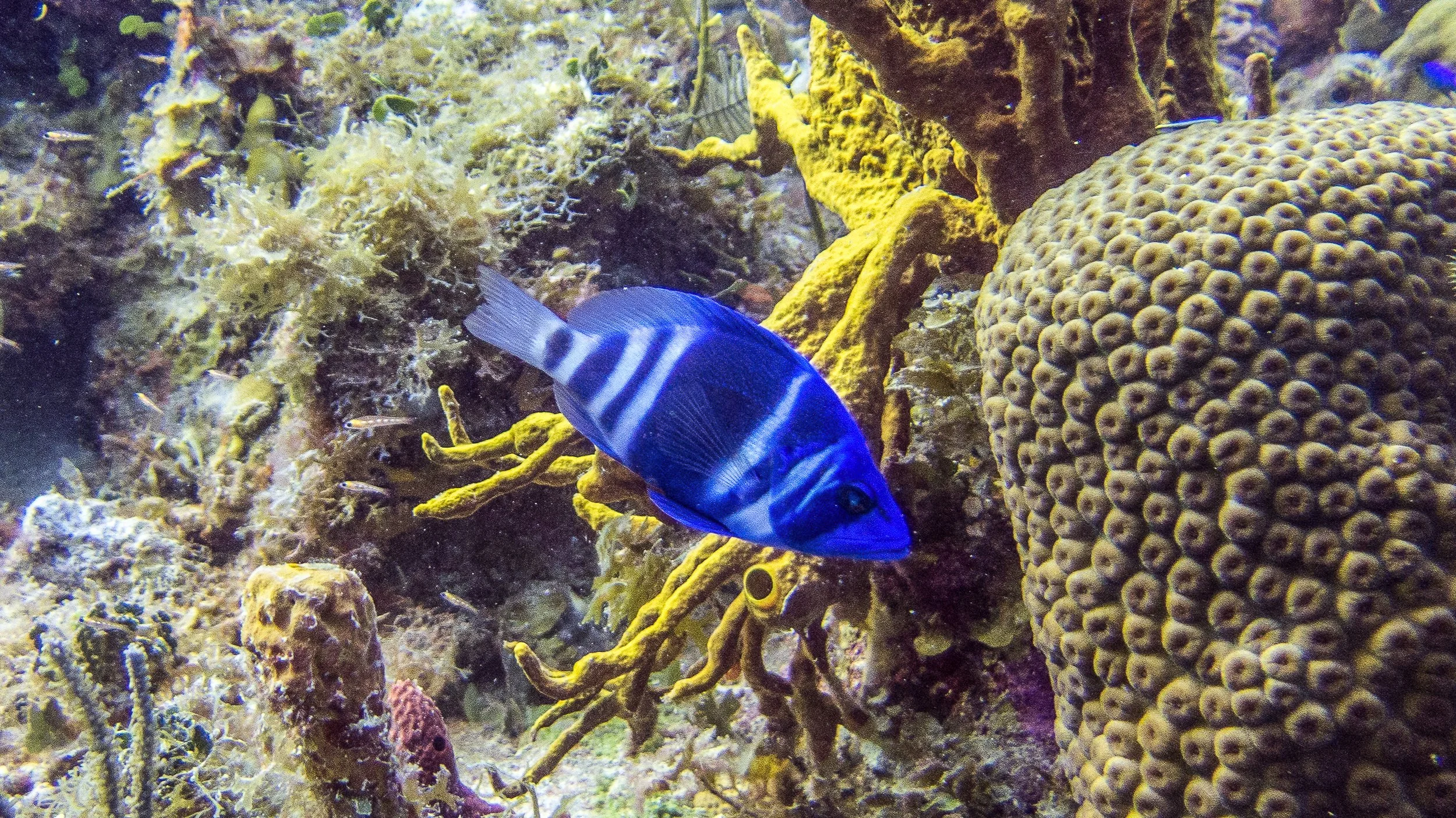Location: BVI, Spyglass Wall