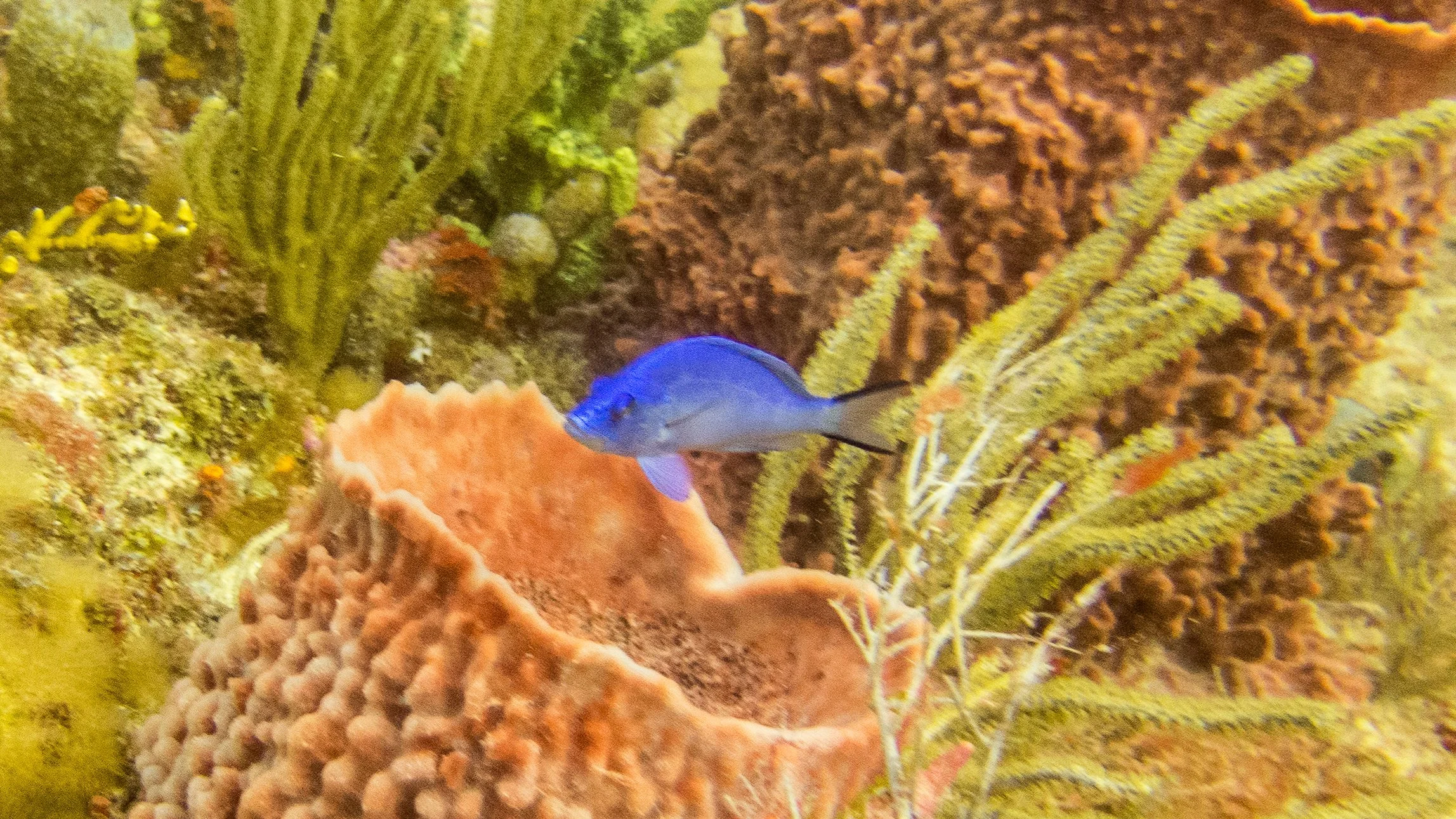 Location: Florida, Pompano Beach, Lighthouse Reef