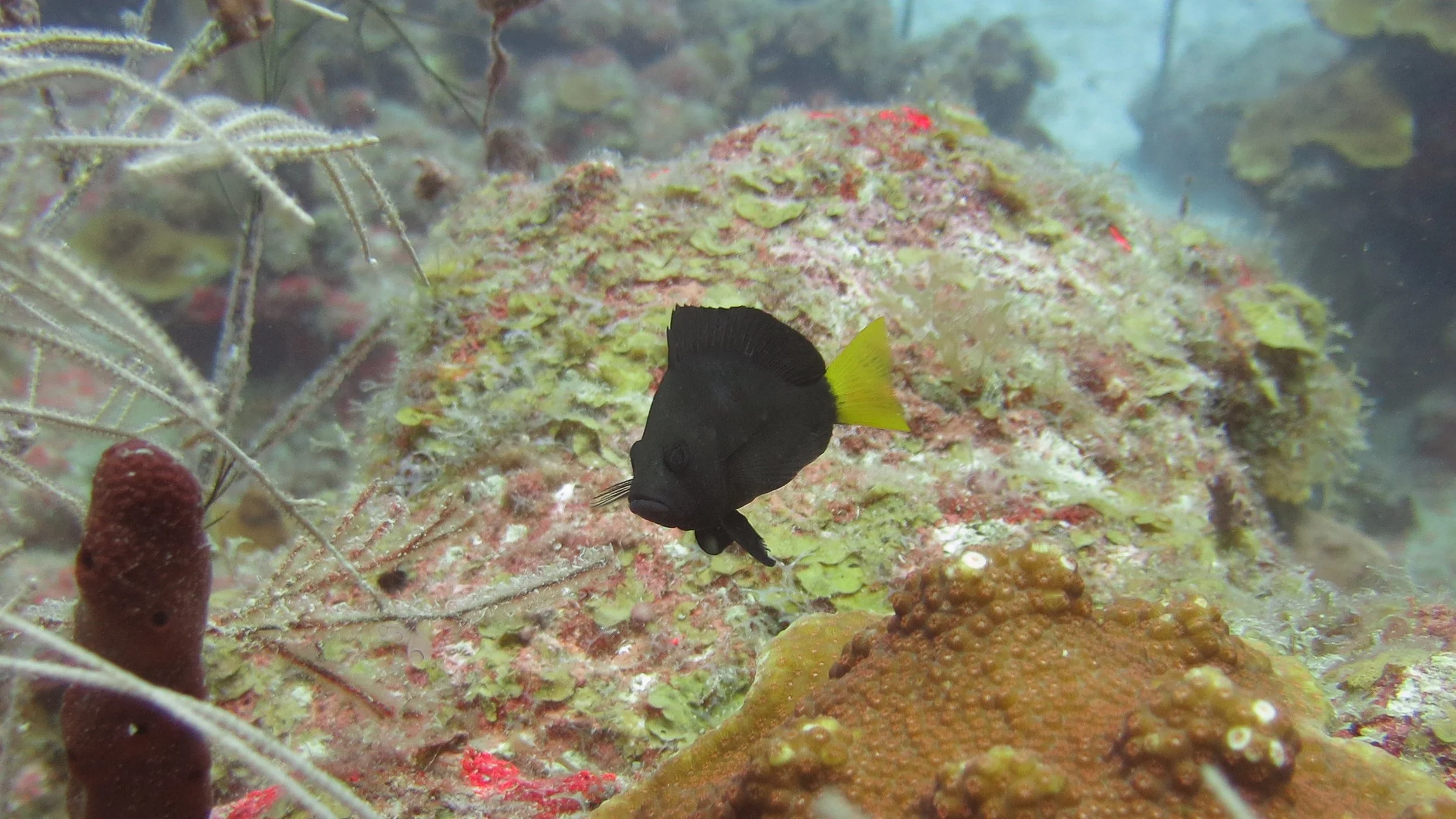 Body and fins black and yellow tail. Location: BVI, Indians Deep