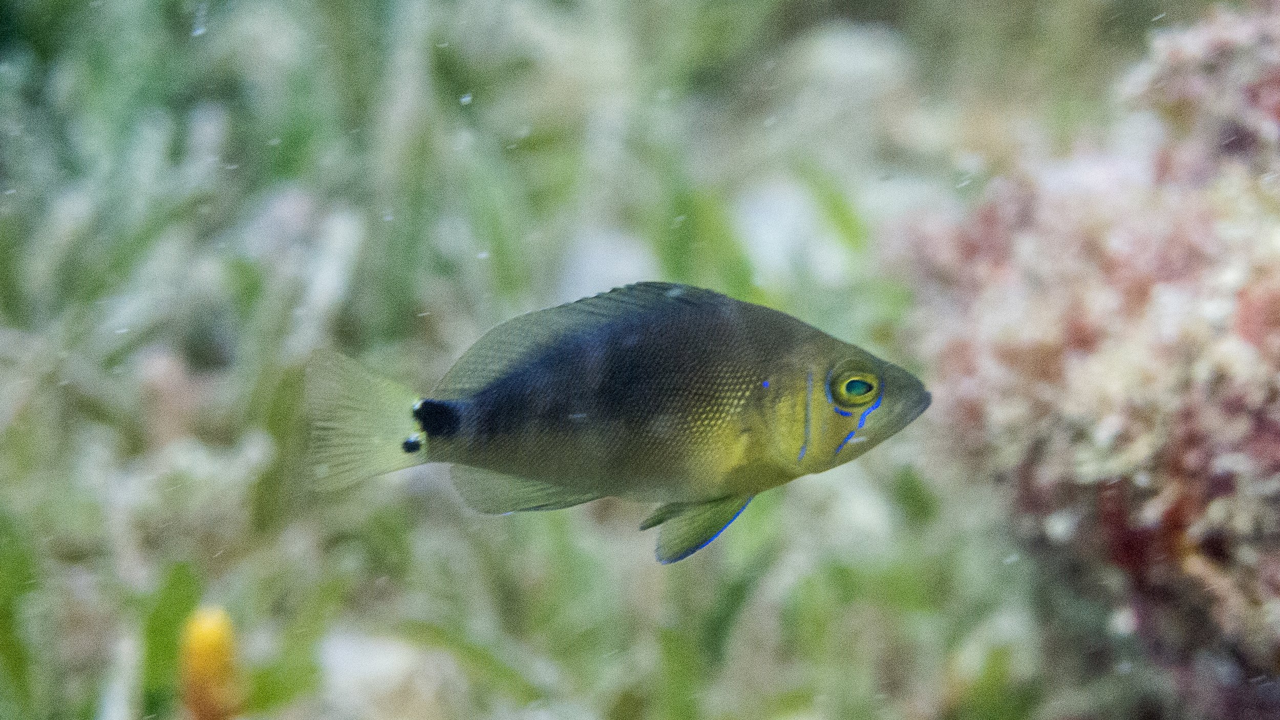 Location: St Vincent, Canouan Island, Lucky's Reef