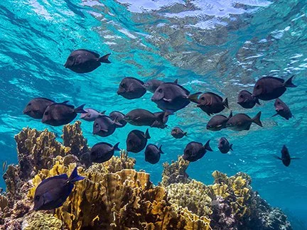 sh-school2_divesites-1.jpg