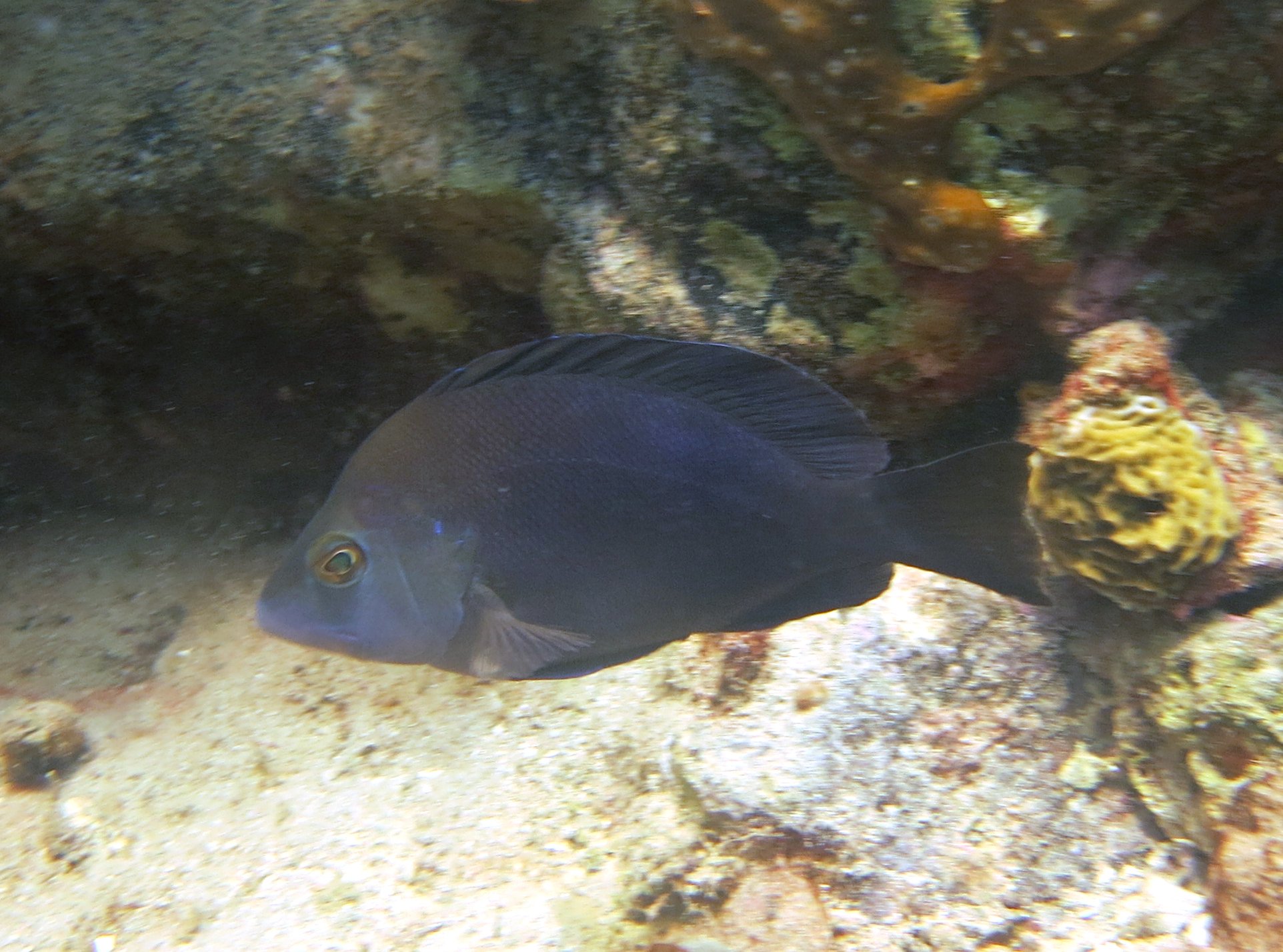 IMG_1544psc.jpg