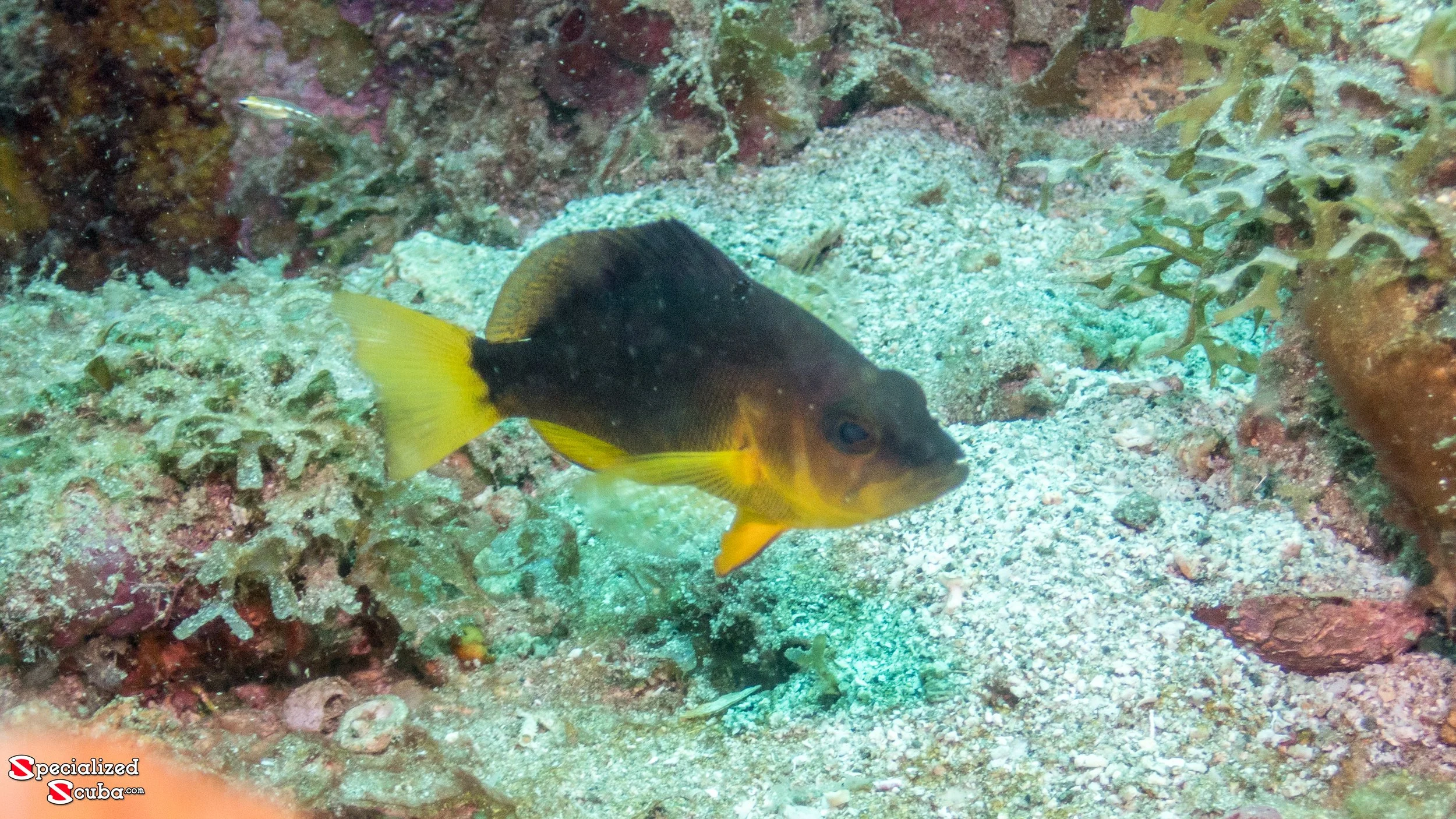 Location: St Lucia, Malgratoute Reef