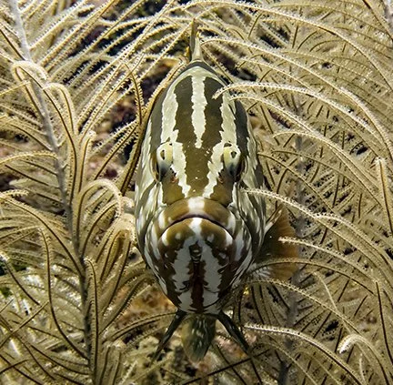 sh_grouper_n-432x423.jpg