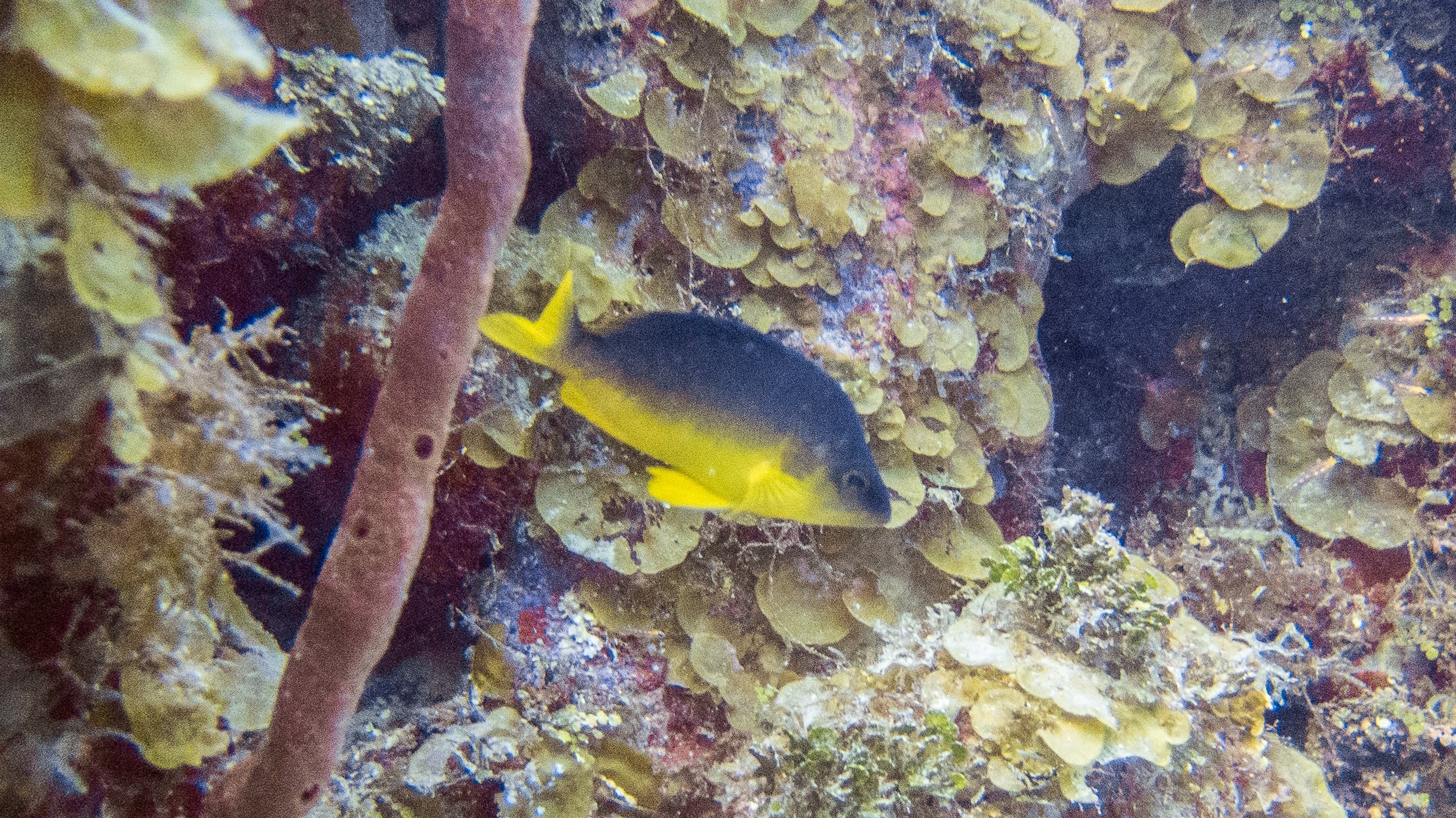 Location: BVI, Randy's Reef
