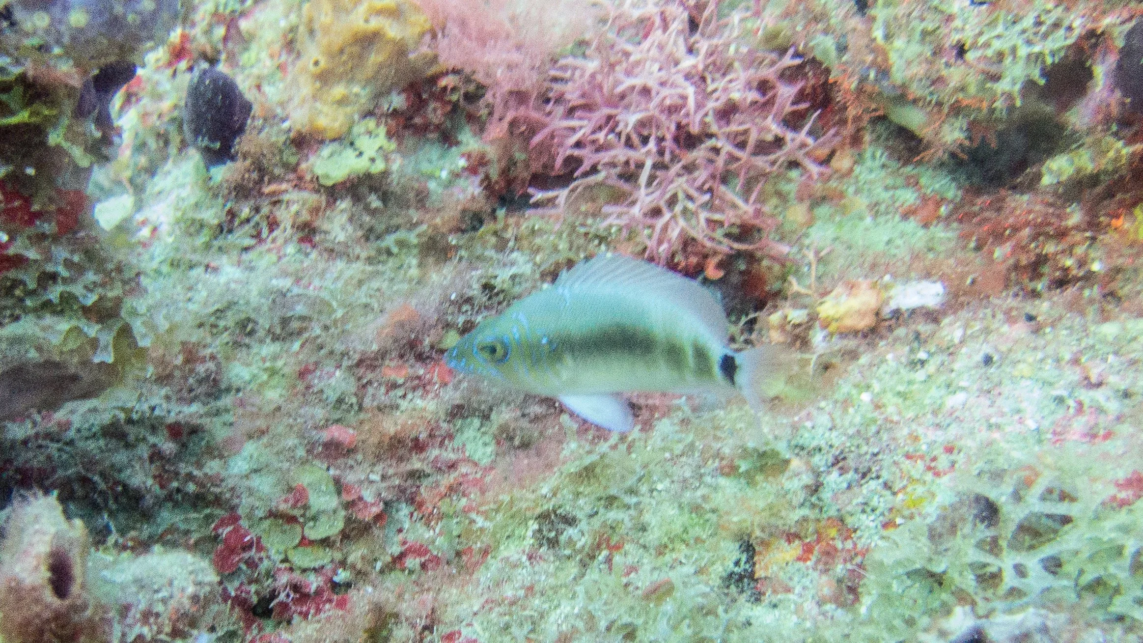 Each of these specimen were taken different years at the stated location, but are most likely juvenile Black Hamlets. The horizontal line for the Striped Hamlet must curve above the pectoral fins, this one is straight and they have only been confirme