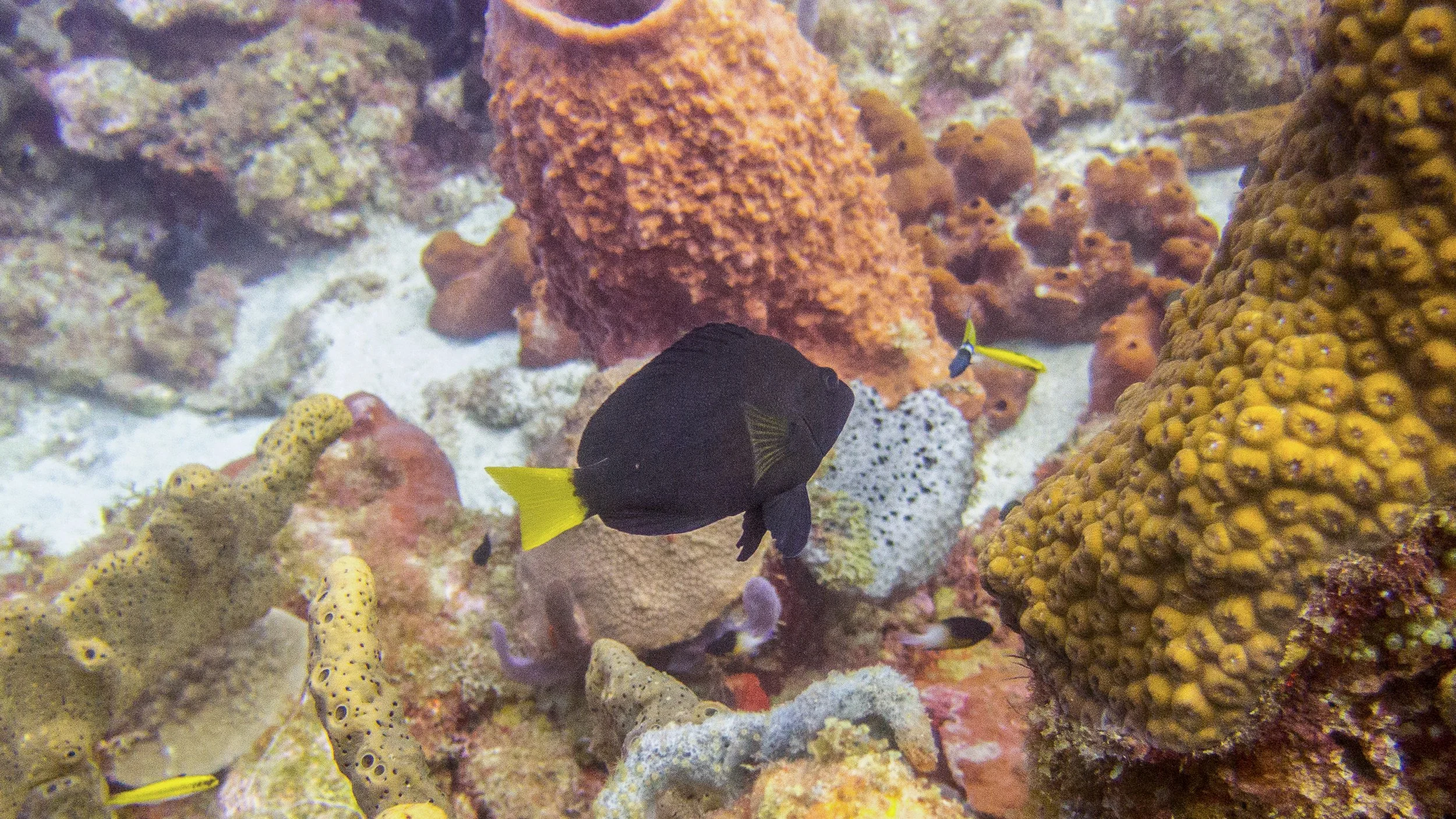 Body and fins black, yellow pectoral fins and yellow tail. Location: Dominica, One Finger Reef