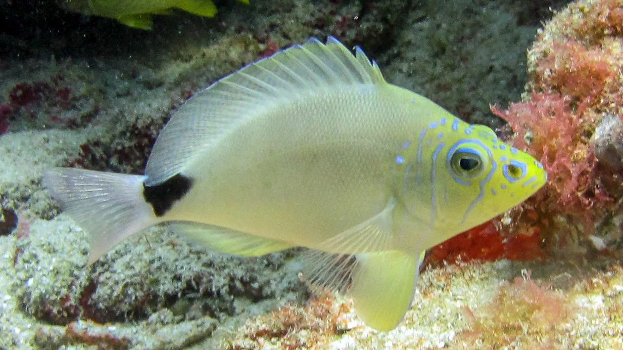Location: Florida, North Lighthouse Reef