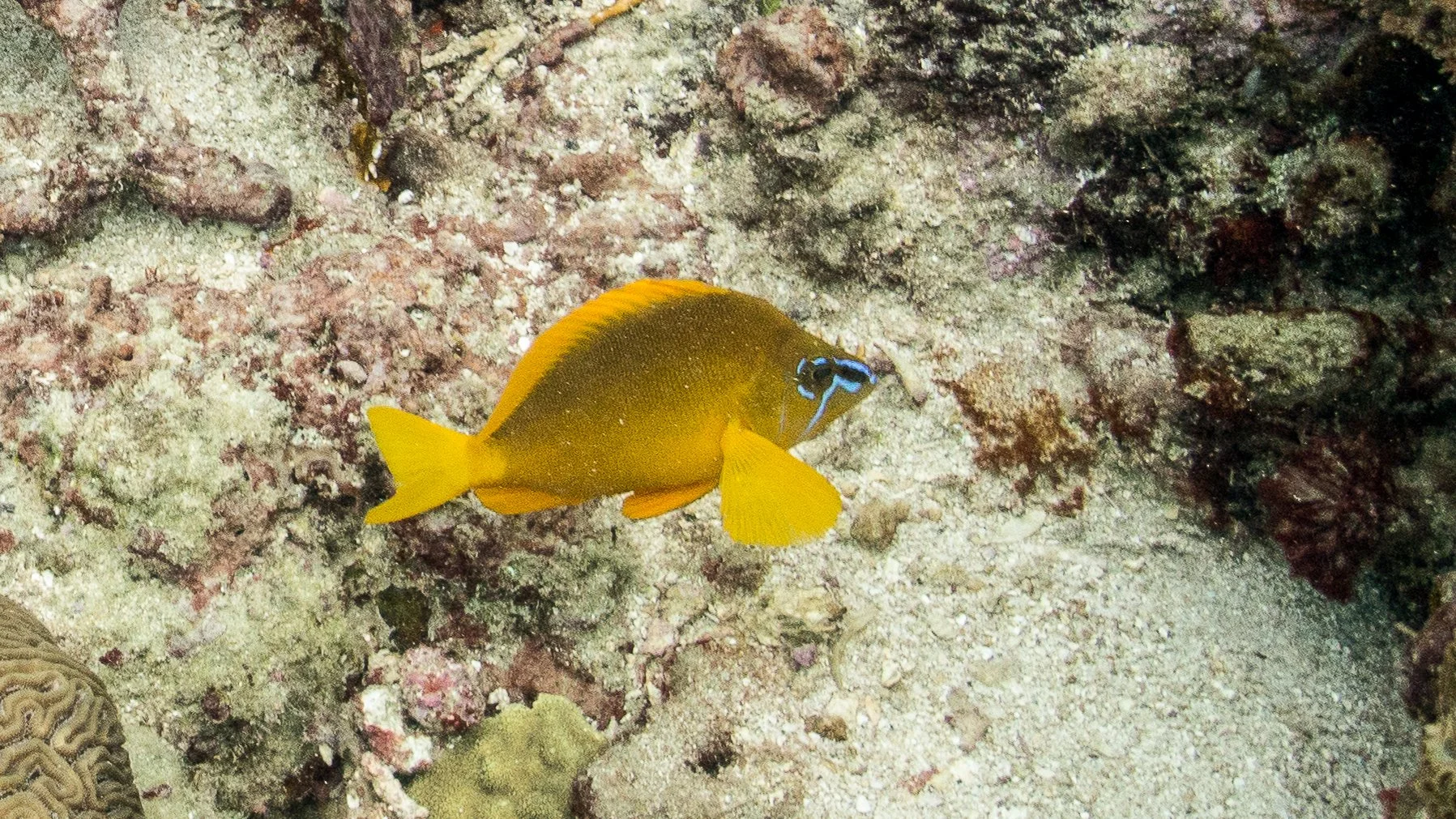 Location: Tobago, Mt Irving