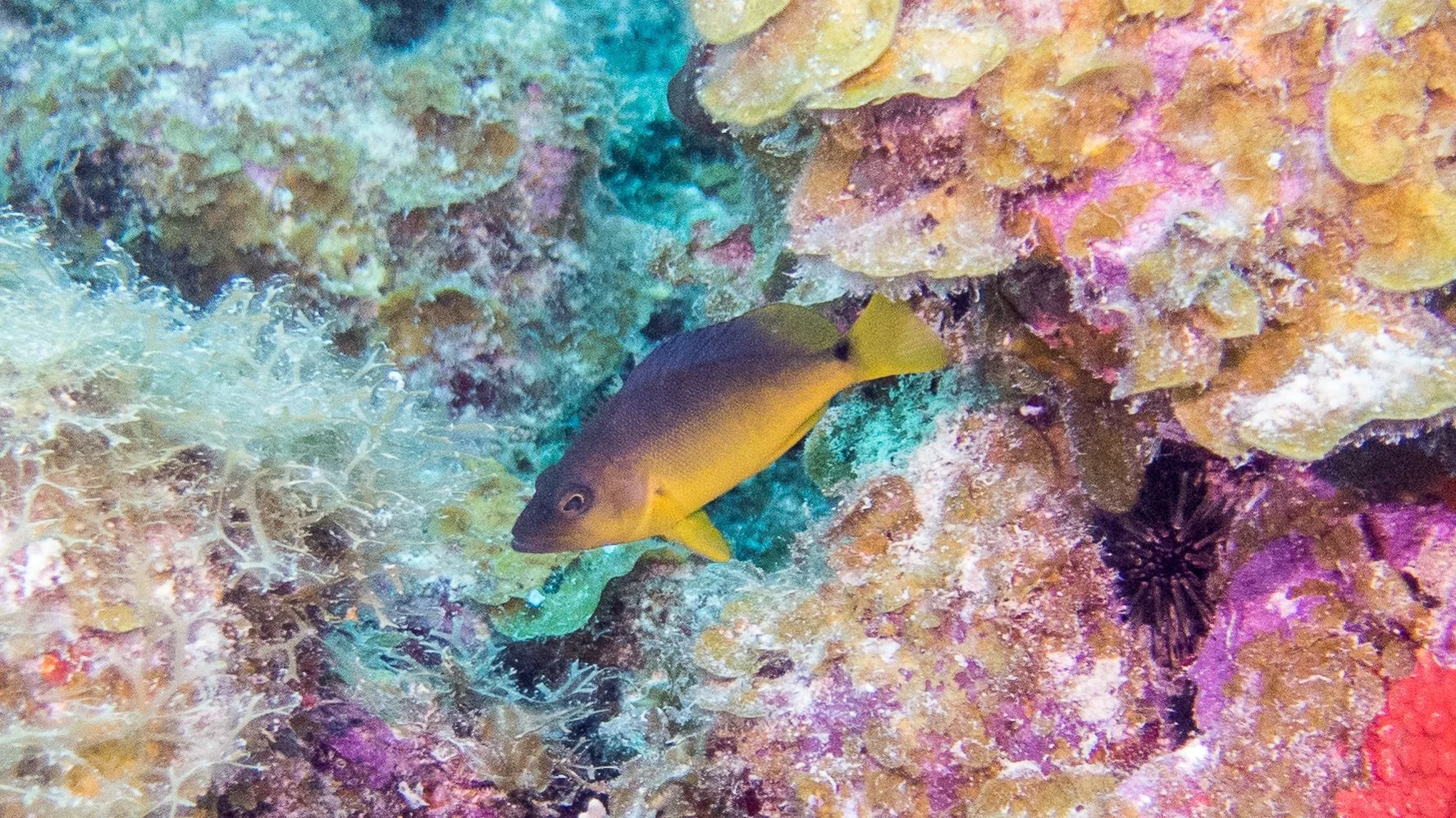 Location: BVI, BlackForest