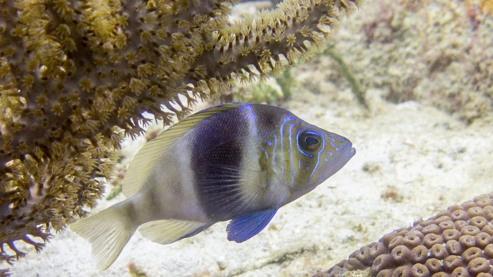 Pale yellow to light tan head, dark and light brown bertical bars, solid blue pelvic fins, dorsal fin with yellow tint and brown frontal tint, clear tail with pale yellow margins, yellow tint on anal fin with frontal segment solid blue, iridescent bl