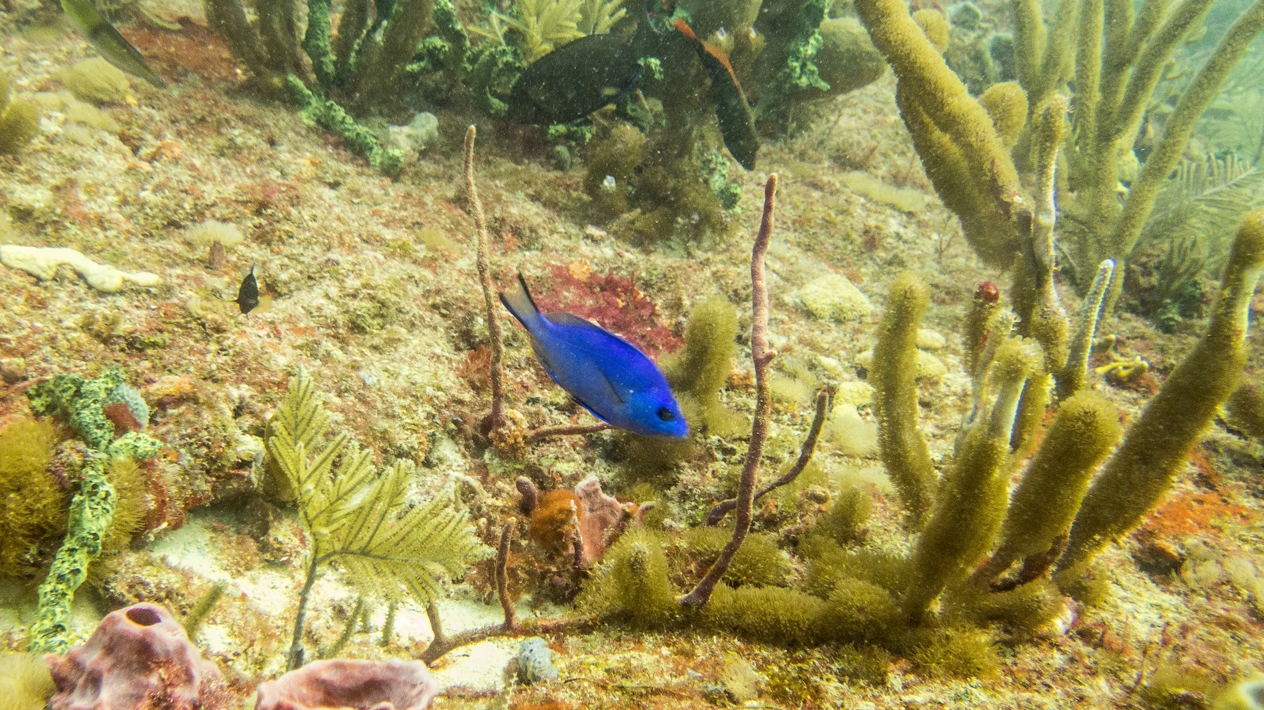 Location: Florida, Pompano Beach, Lighthouse Reef