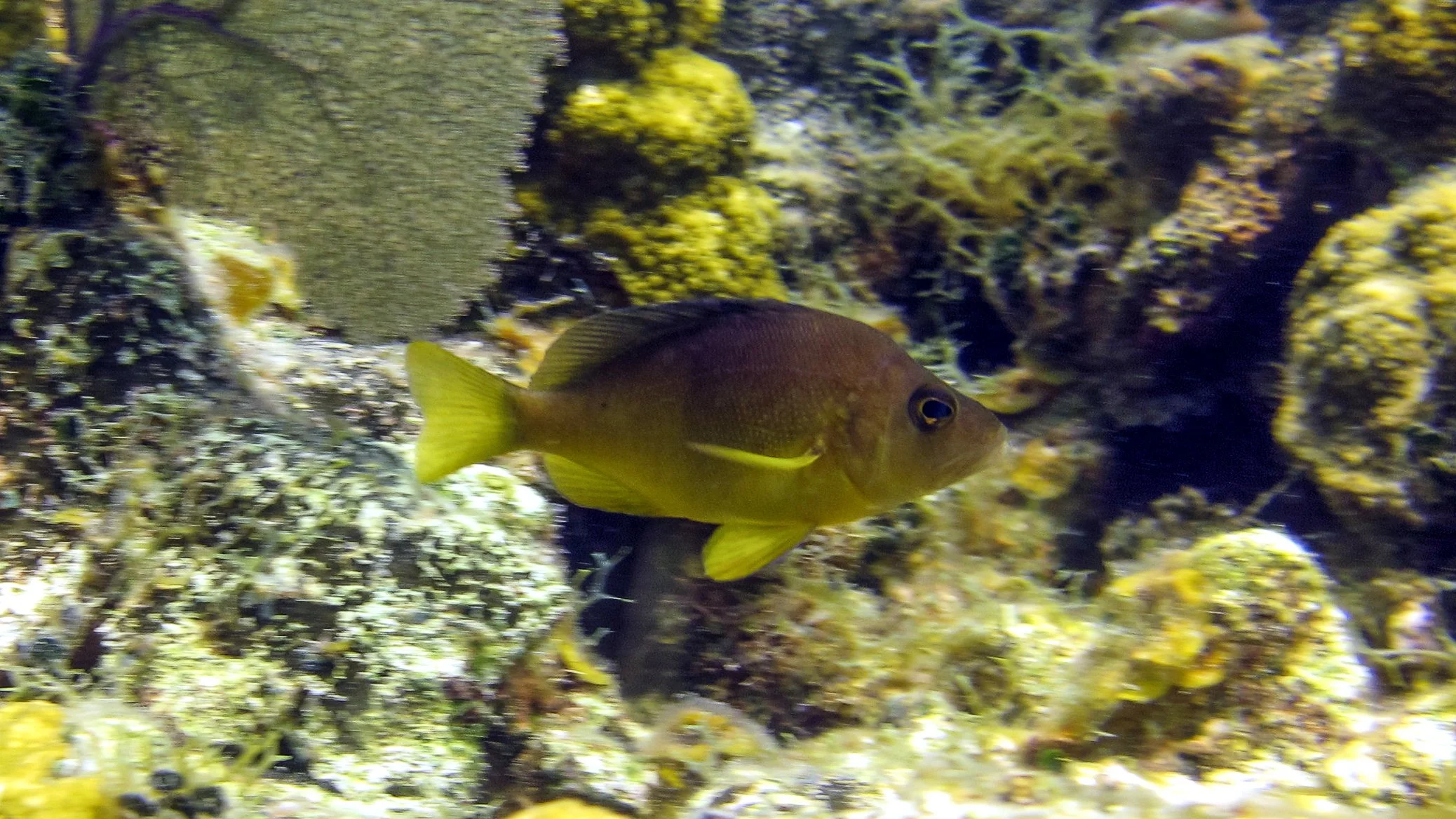 Location: Belize, Seal Cay Wall