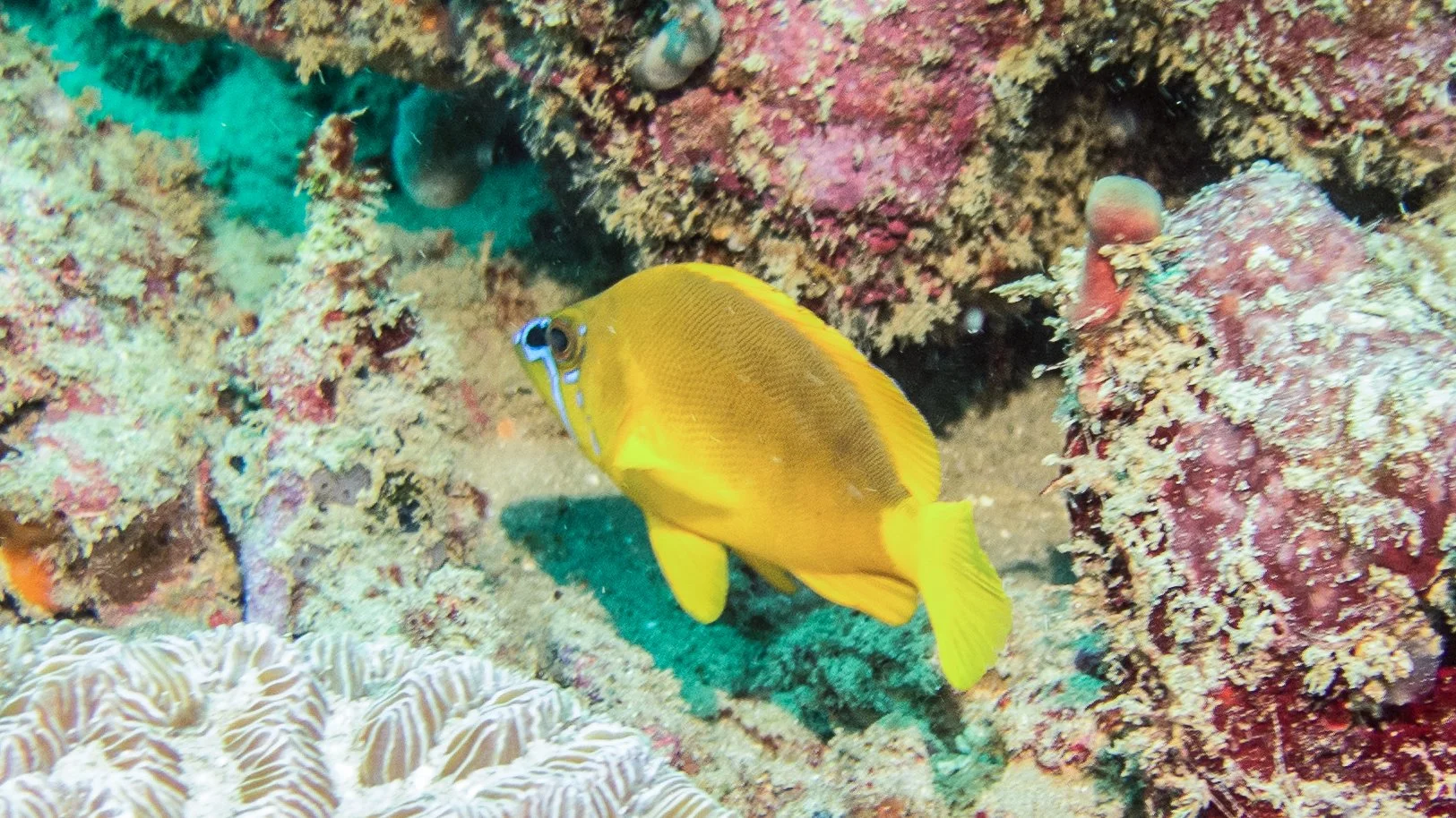 Location: Tobago, Mt Irving Extension 