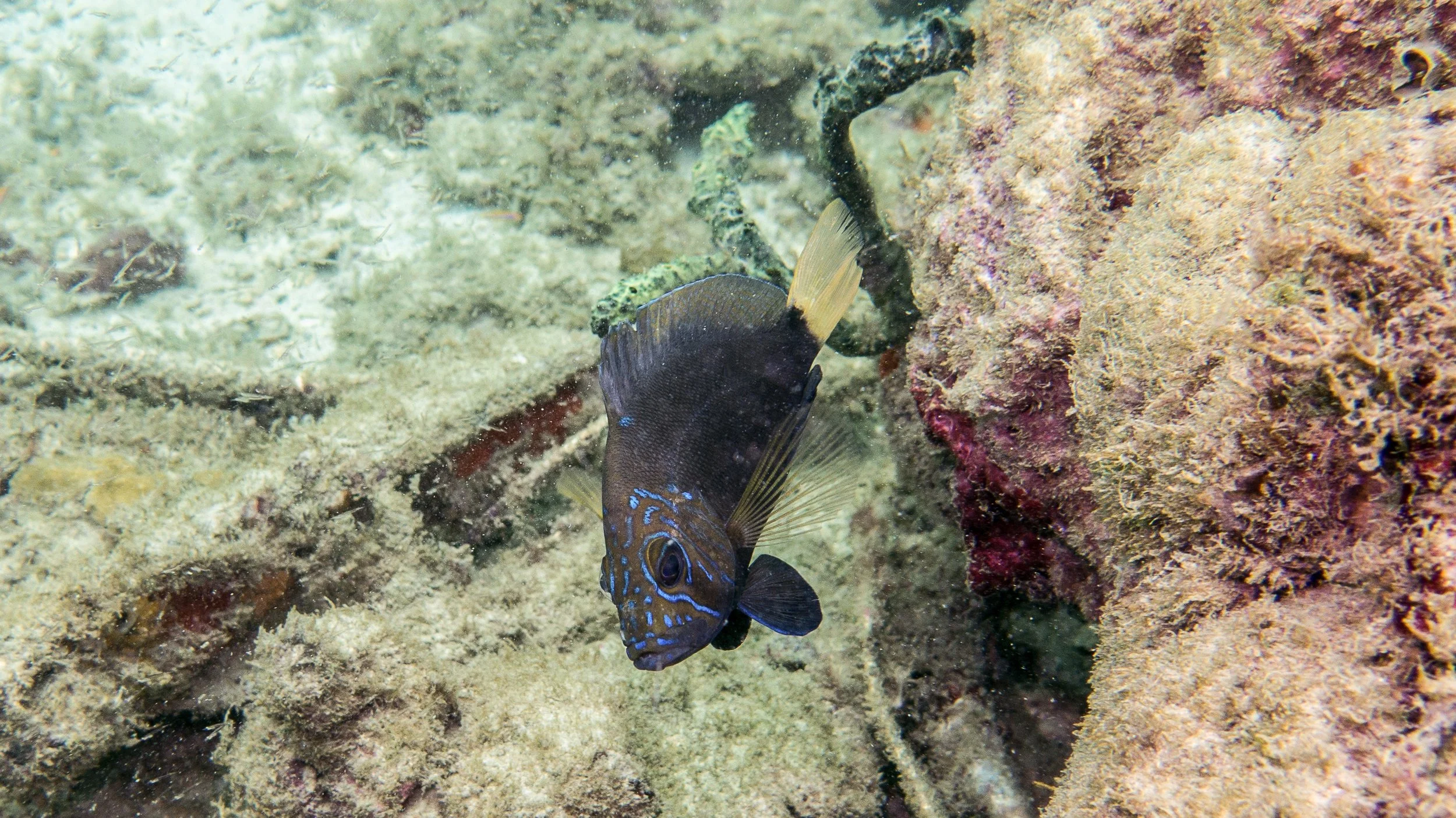 Body and fins black, clear pectoral fins, blue margin on pectoral and dorsal fins, yellow tail, many blue iridescent lines on face. Location: St Vincent, Union Island, Chatham Bay North