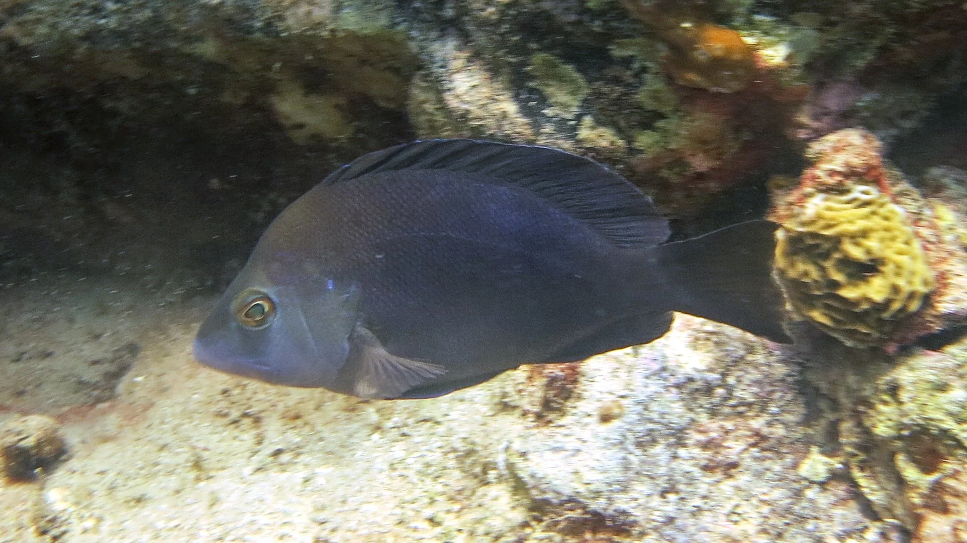 Location: Guadeloupe, West Bay 