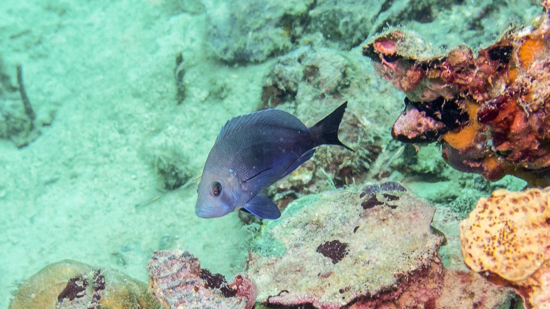 Location: Panama, Bocas del Toro, Mangrove Point