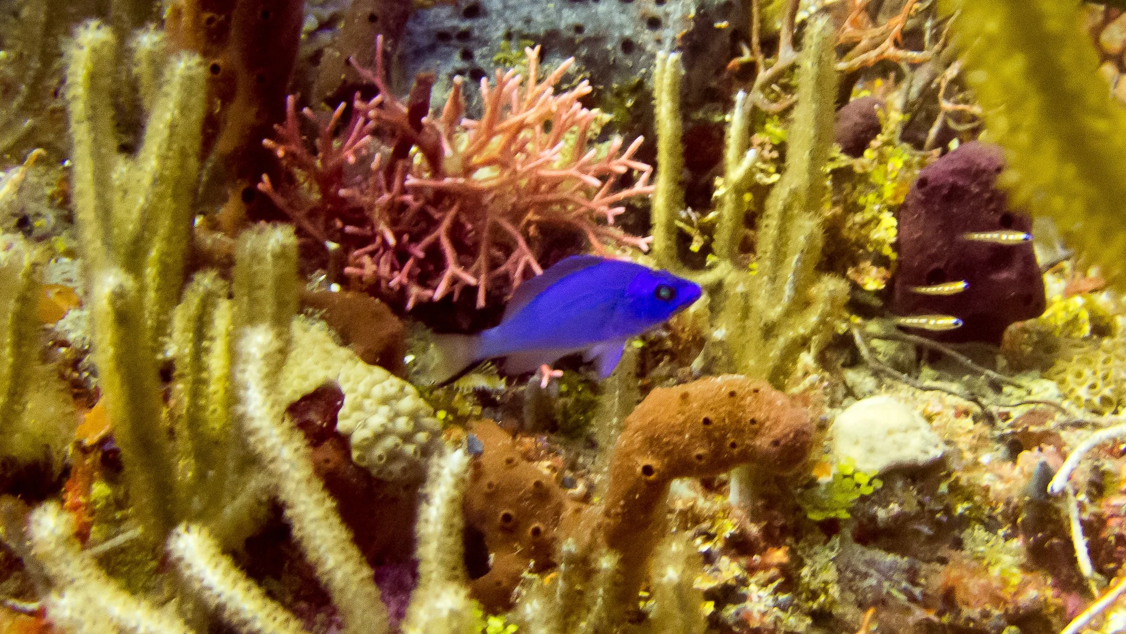Location: Florida, Boynton Beach, Lynn's Reef