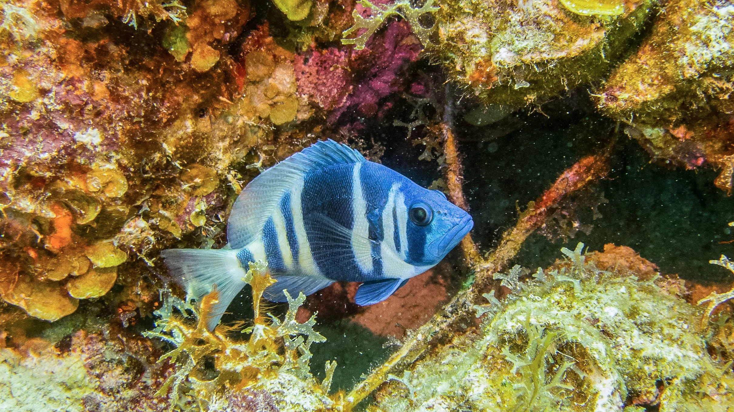 Location: BVI, Spyglass Wall