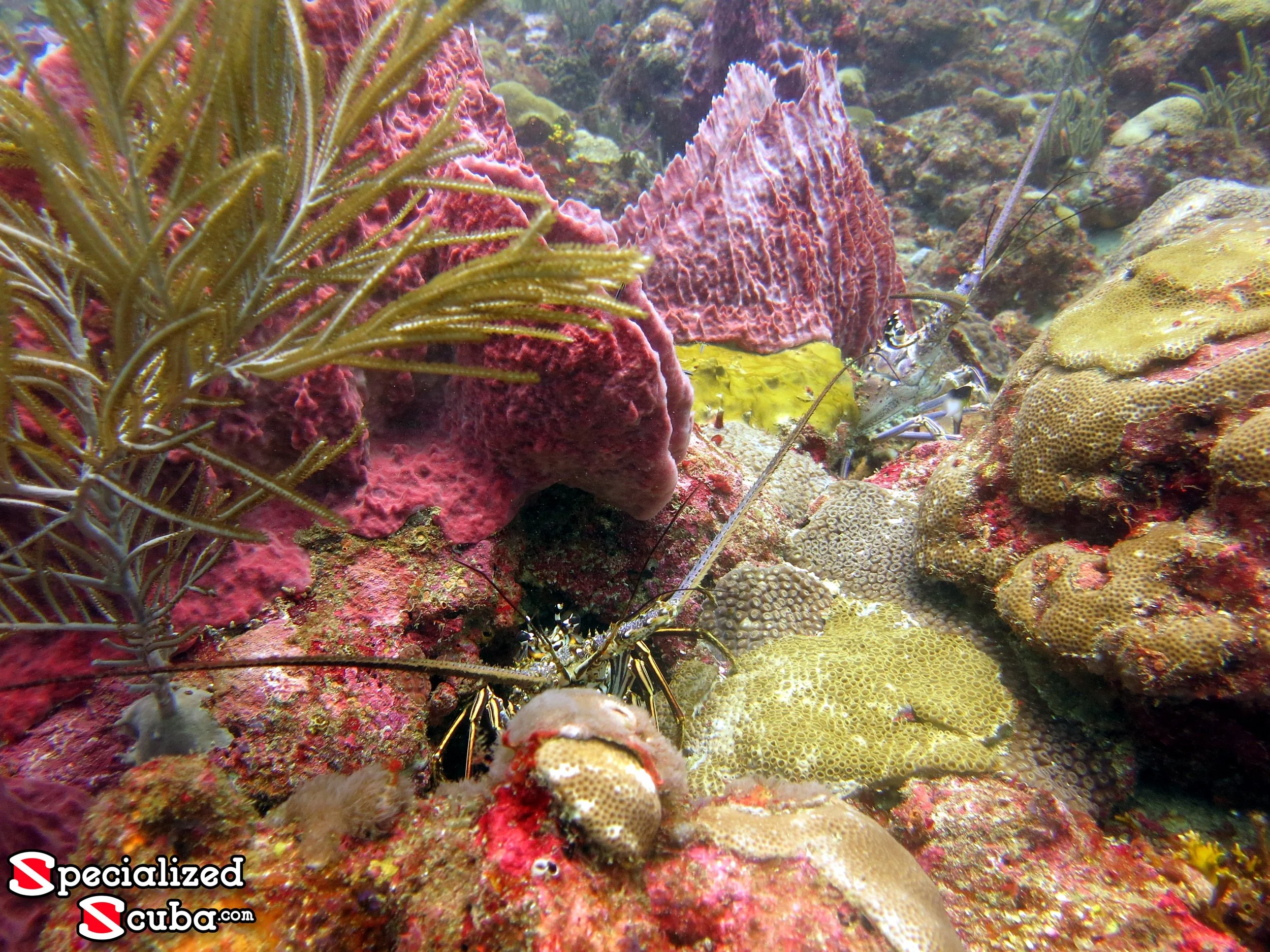 Tobago - 6 JAN 2027 - Single