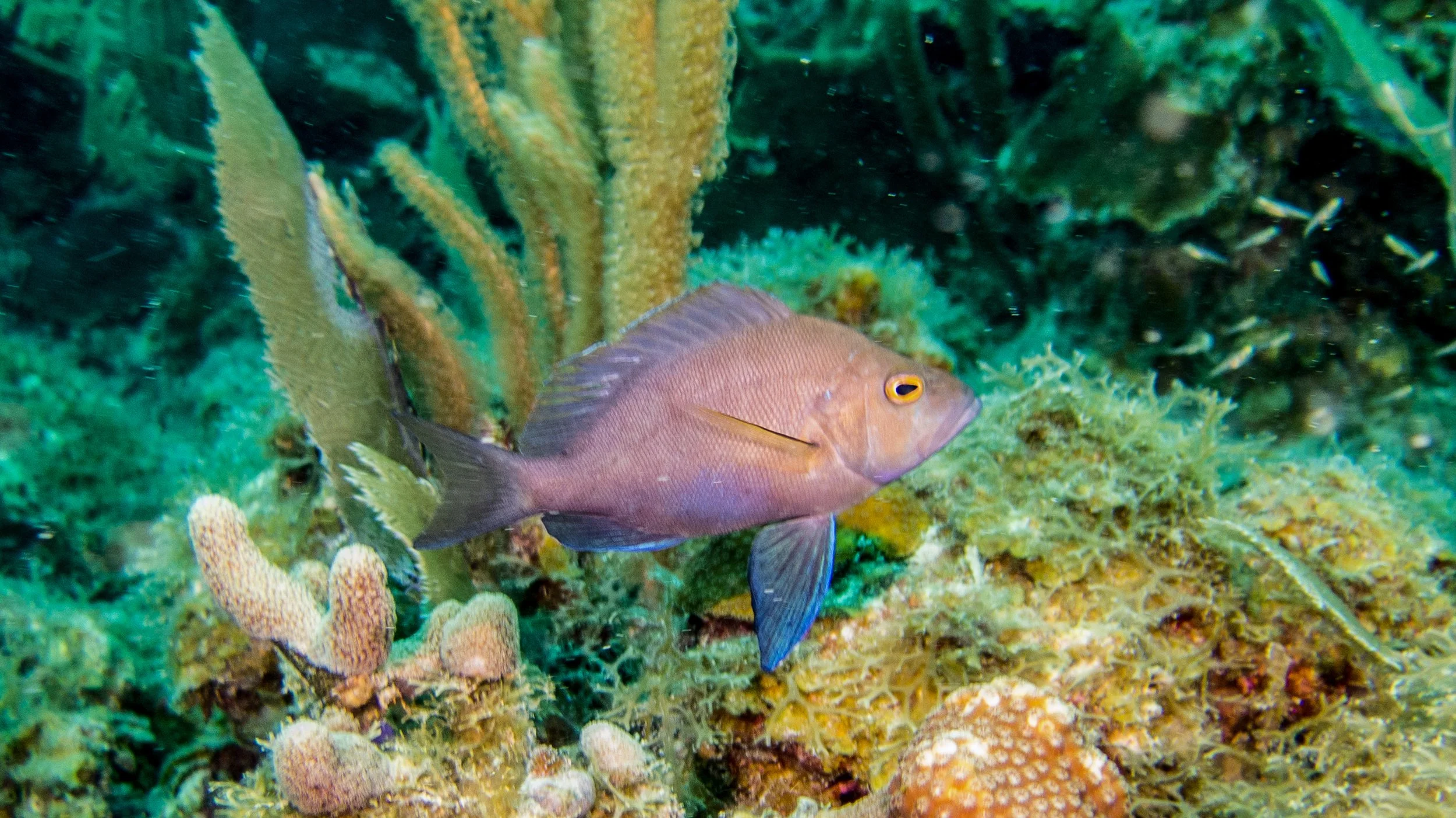 Location: BVI, Black Forest