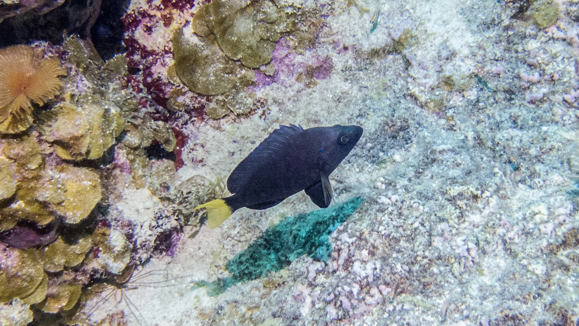Body and fins black, clear pectoral fins and yellow tail. Location: BVI, The Indians